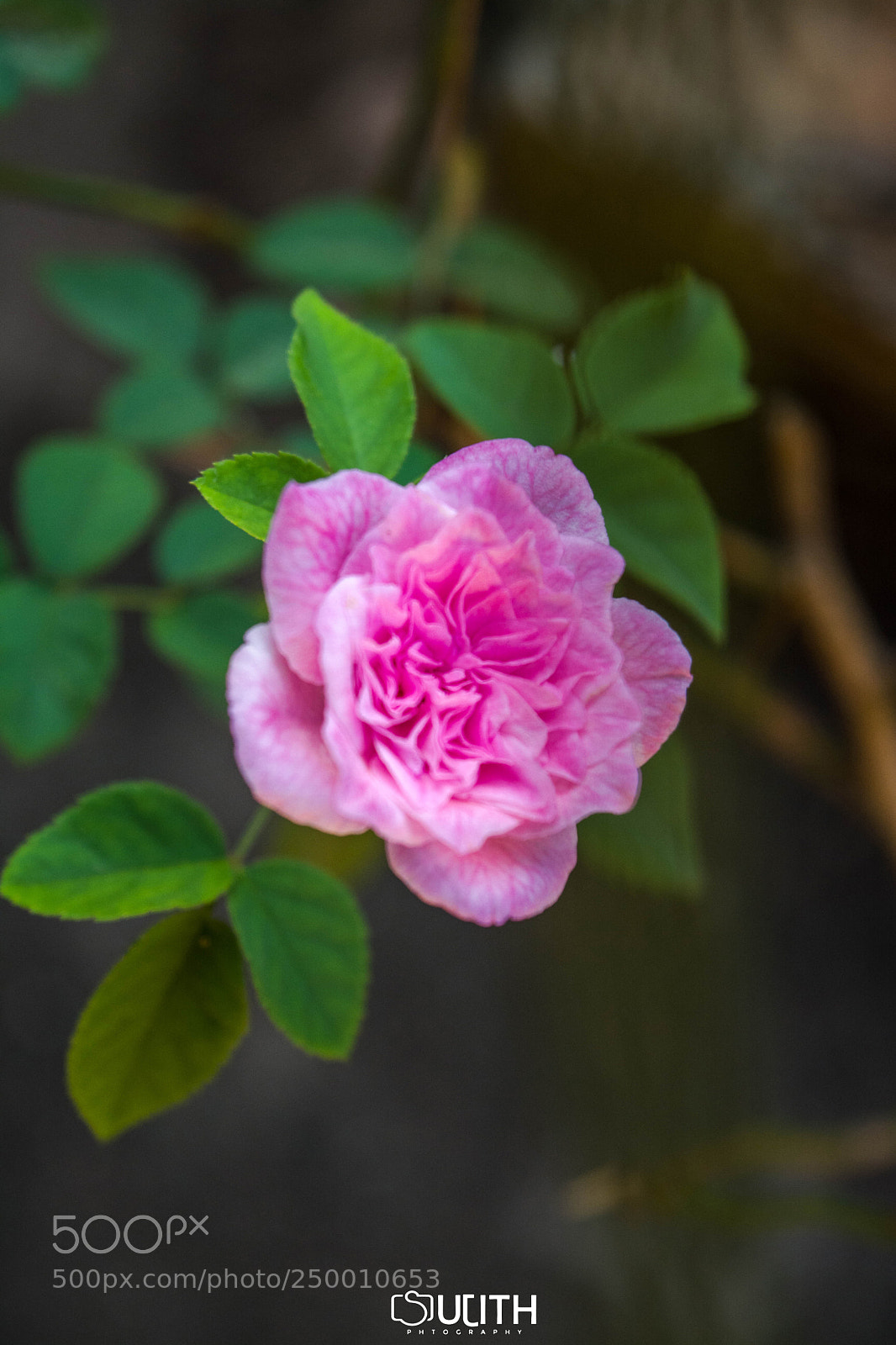 Nikon D5200 sample photo. Rose mar photography