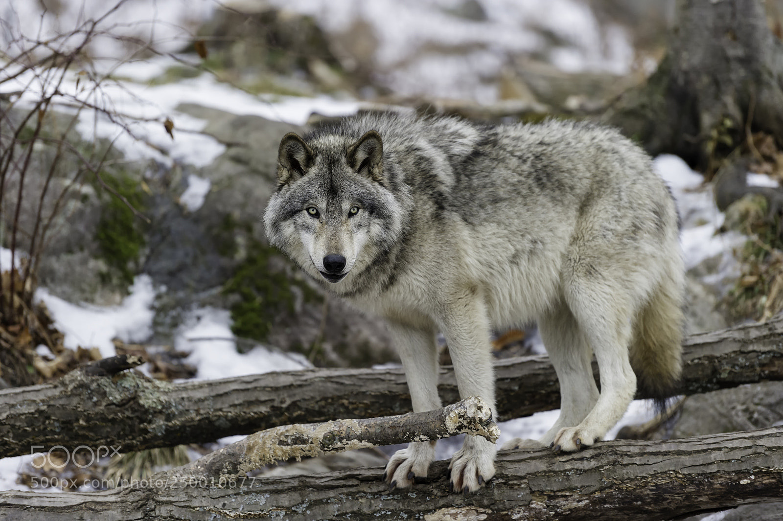Nikon D3S sample photo. A timberwolf photography