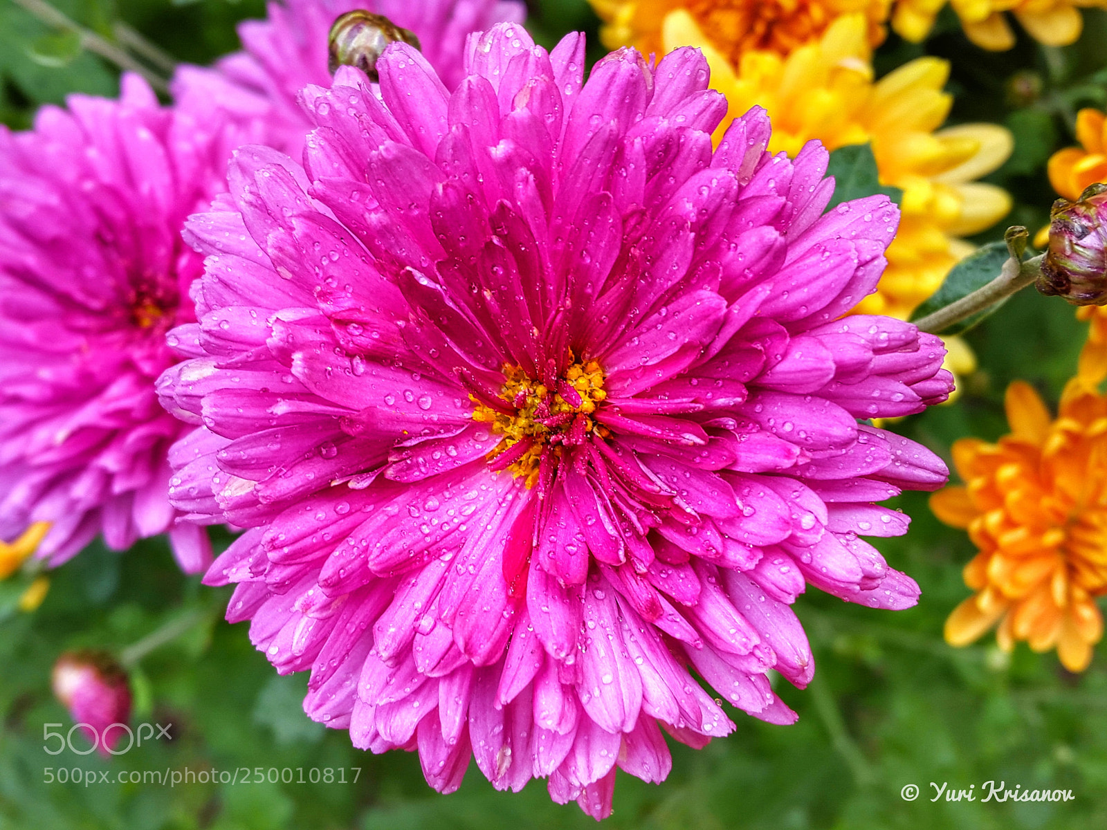 Samsung Galaxy Alpha sample photo. Aster flower after rain photography