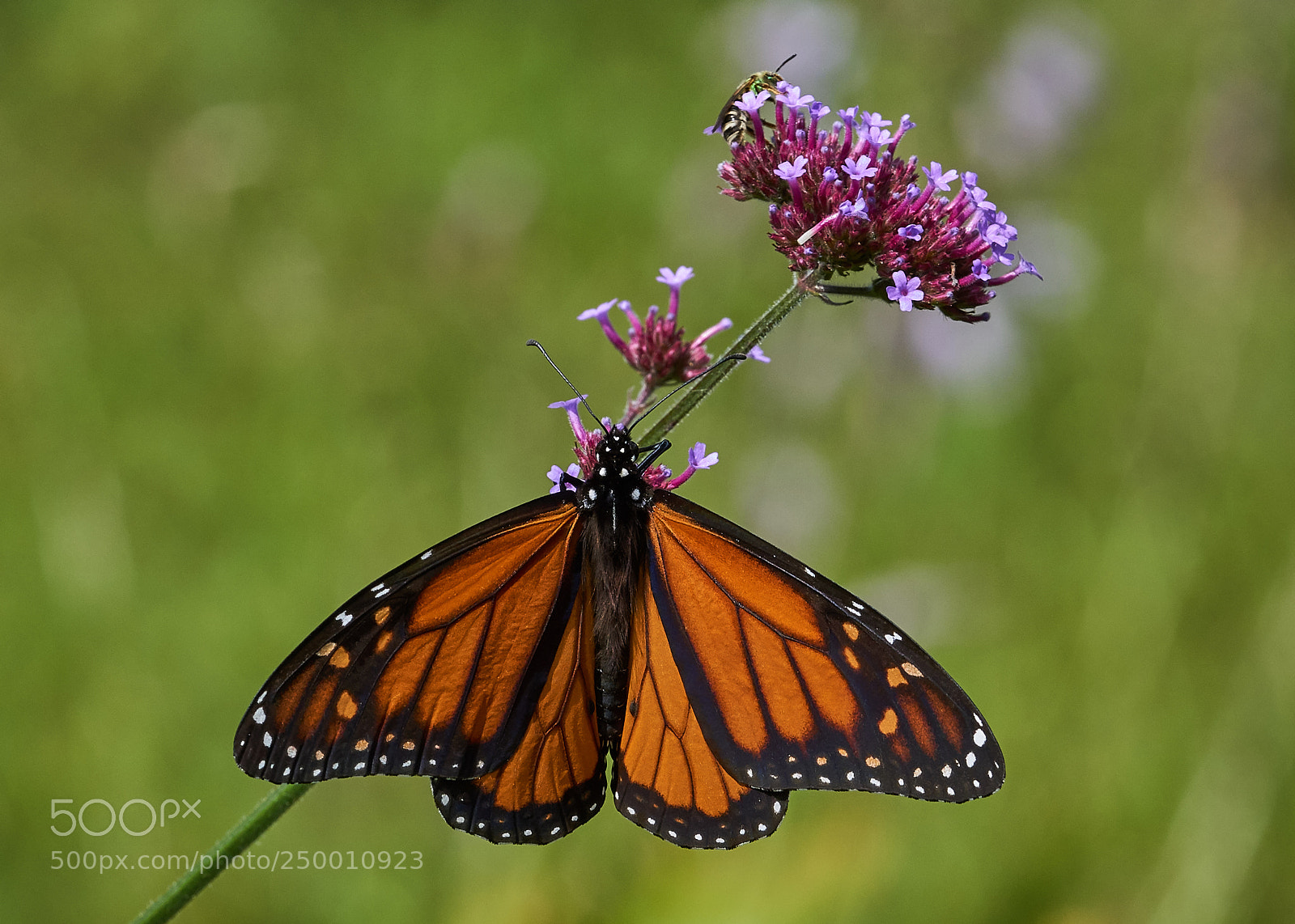 Sony a6000 sample photo. Monarch photography