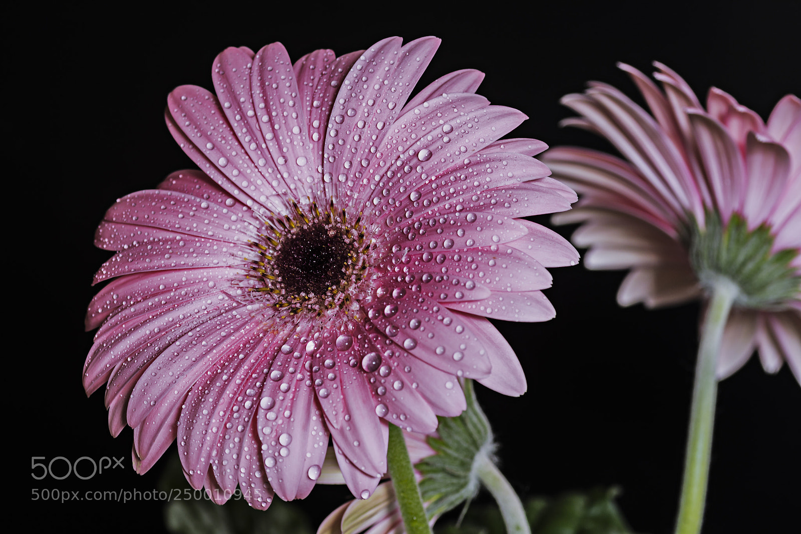 Nikon D7100 sample photo. Flower photography