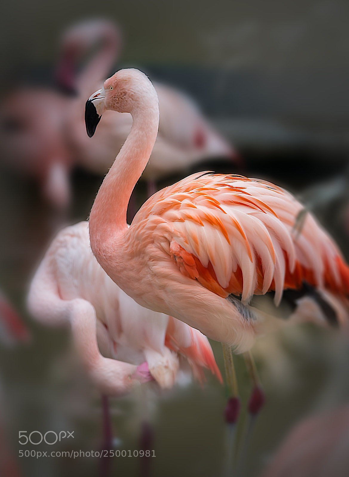 Nikon D800 sample photo. ++ flamingos ++ photography
