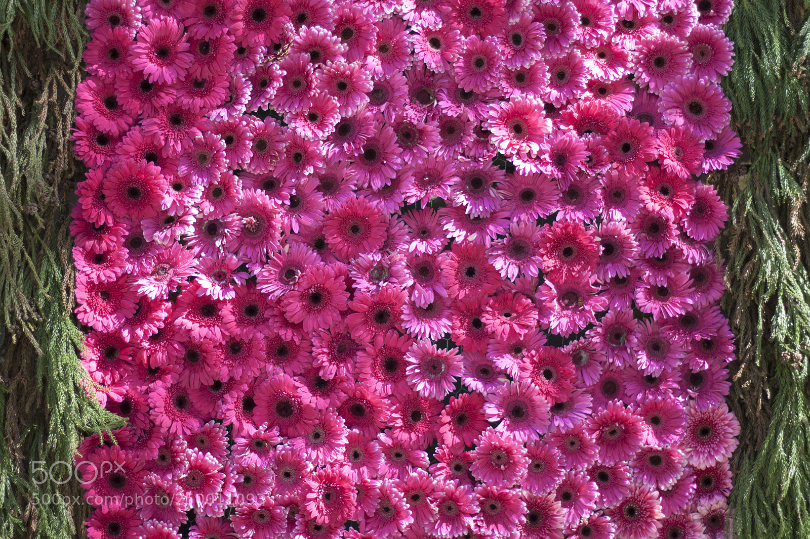 Canon EOS 500D (EOS Rebel T1i / EOS Kiss X3) sample photo. Flower bed photography