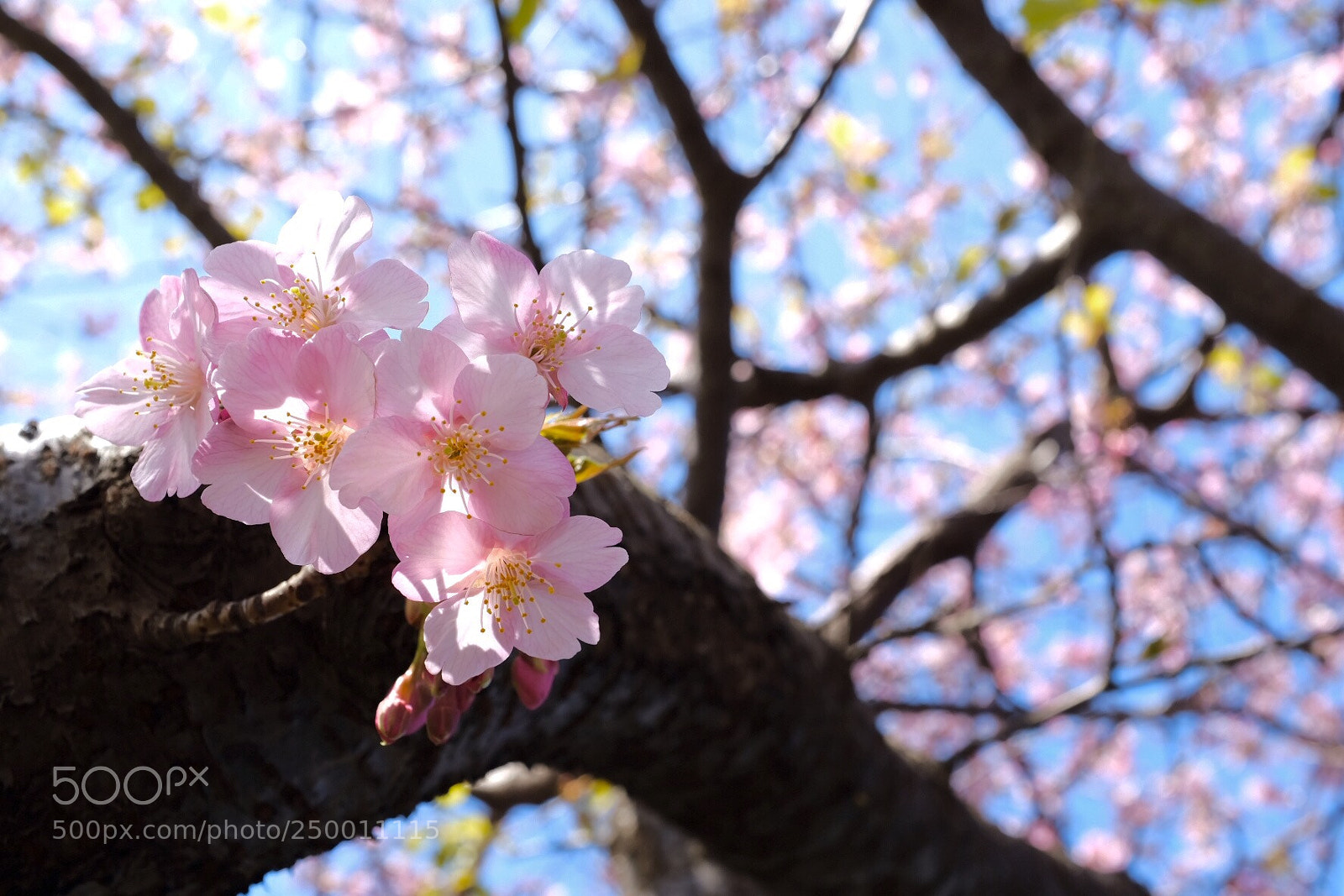 Fujifilm X100F sample photo. Sakura photography