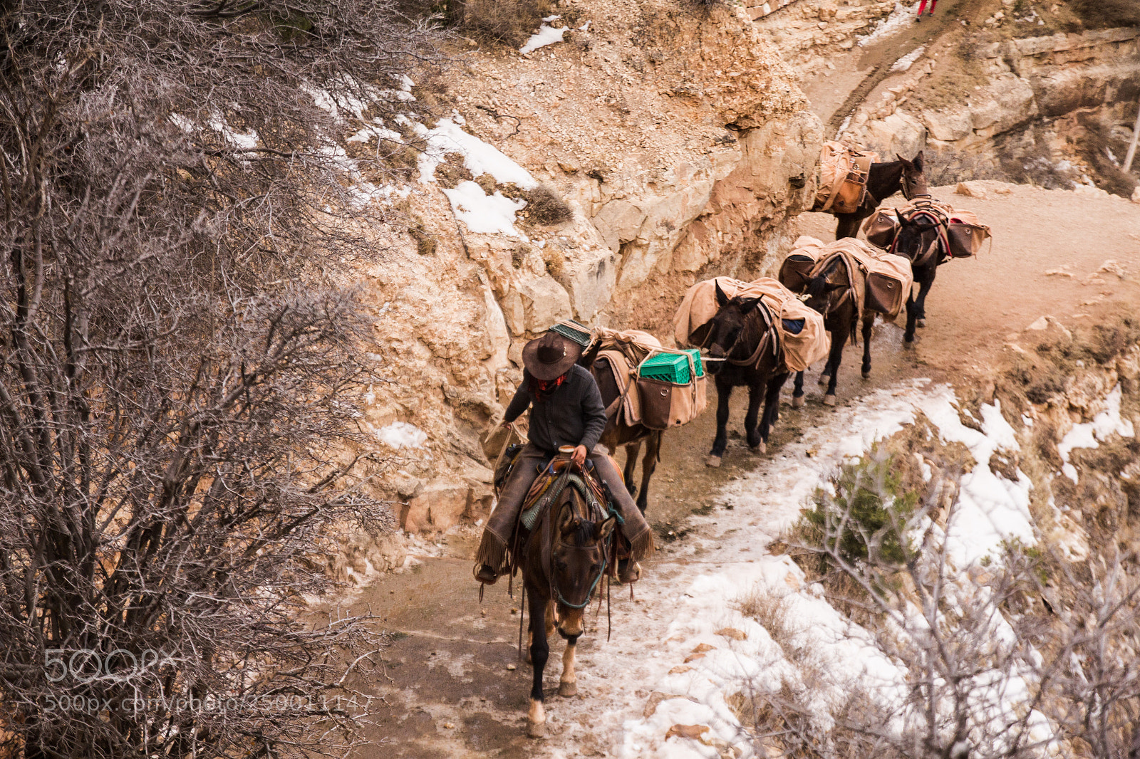 Canon EOS 60D sample photo. Grand canyon mules photography