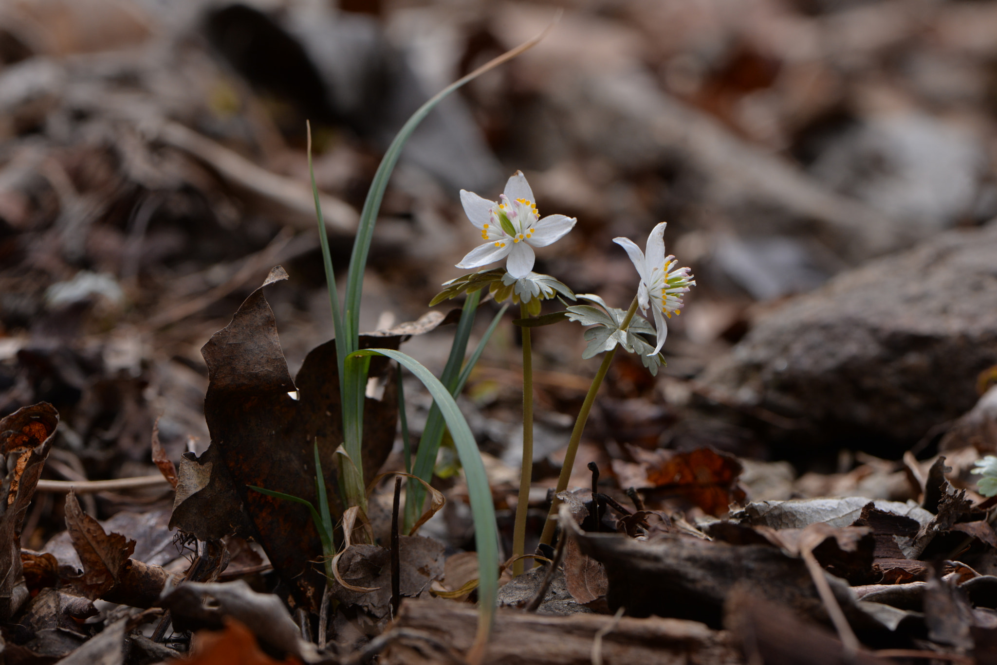 Nikon AF-S Micro-Nikkor 105mm F2.8G IF-ED VR sample photo