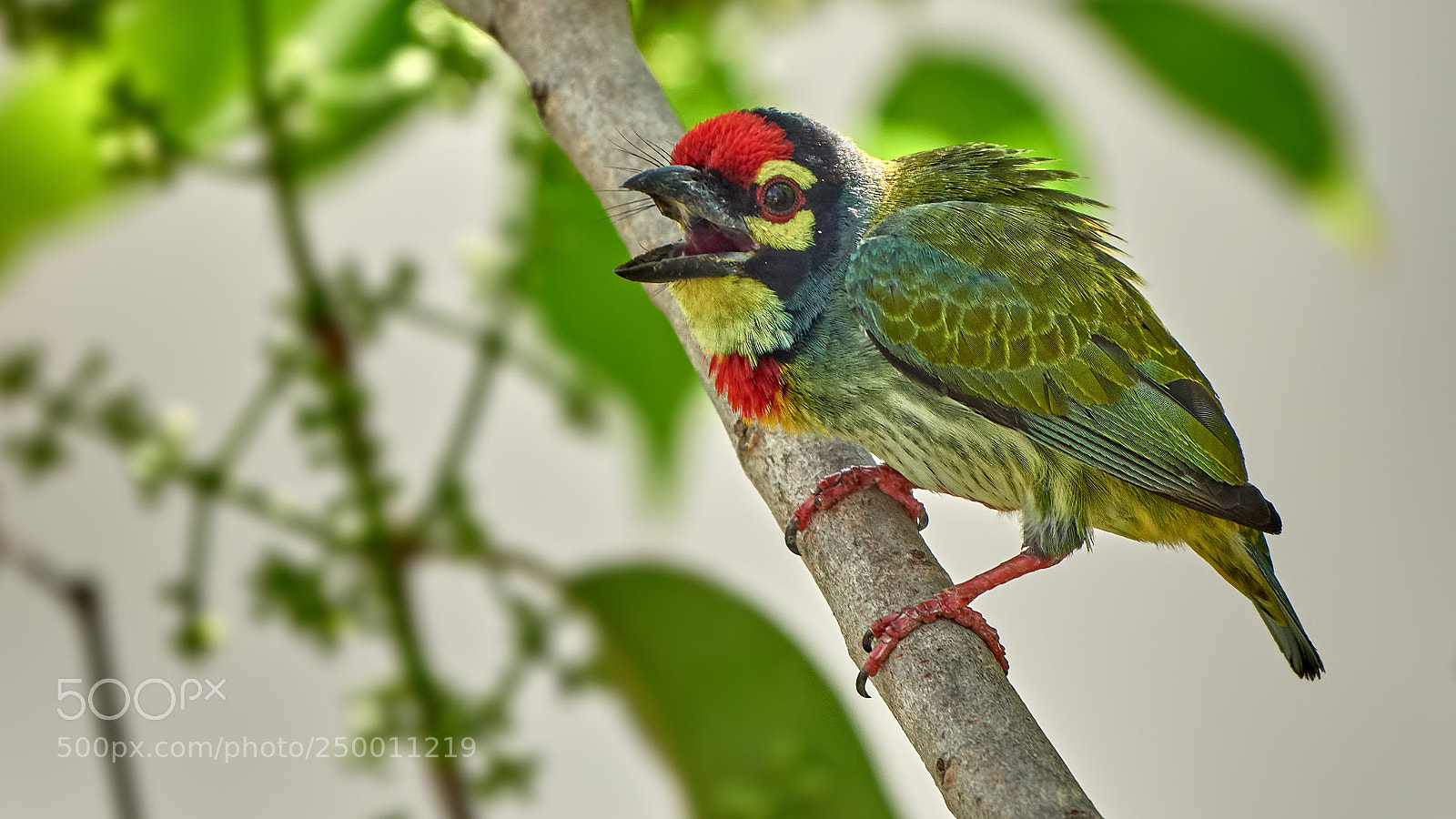 Nikon D810 sample photo. No freebies,please pay my photography