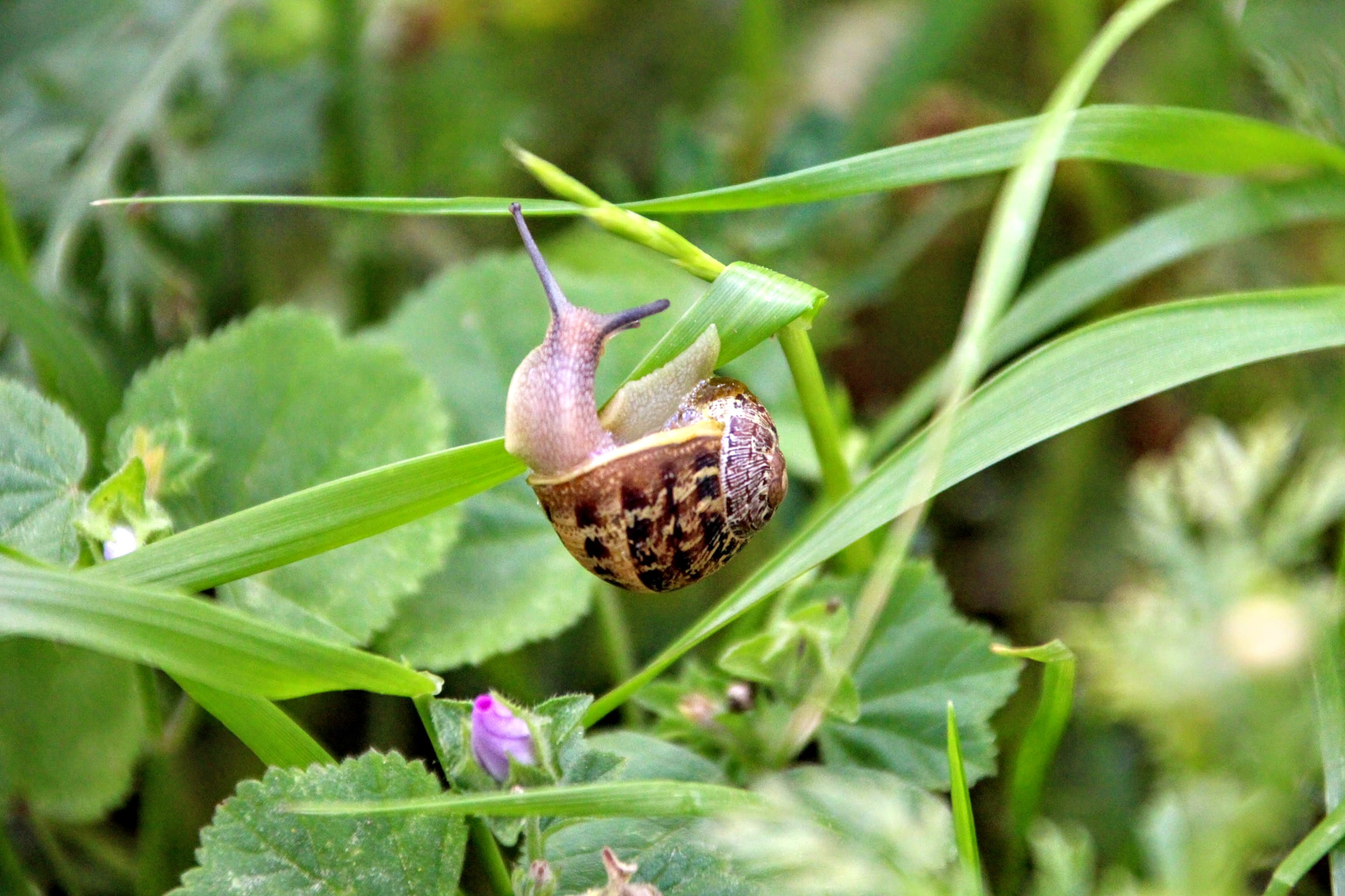 Canon EOS 700D (EOS Rebel T5i / EOS Kiss X7i) + Canon TS-E 90mm F2.8 Tilt-Shift sample photo. Snail in the wild photography