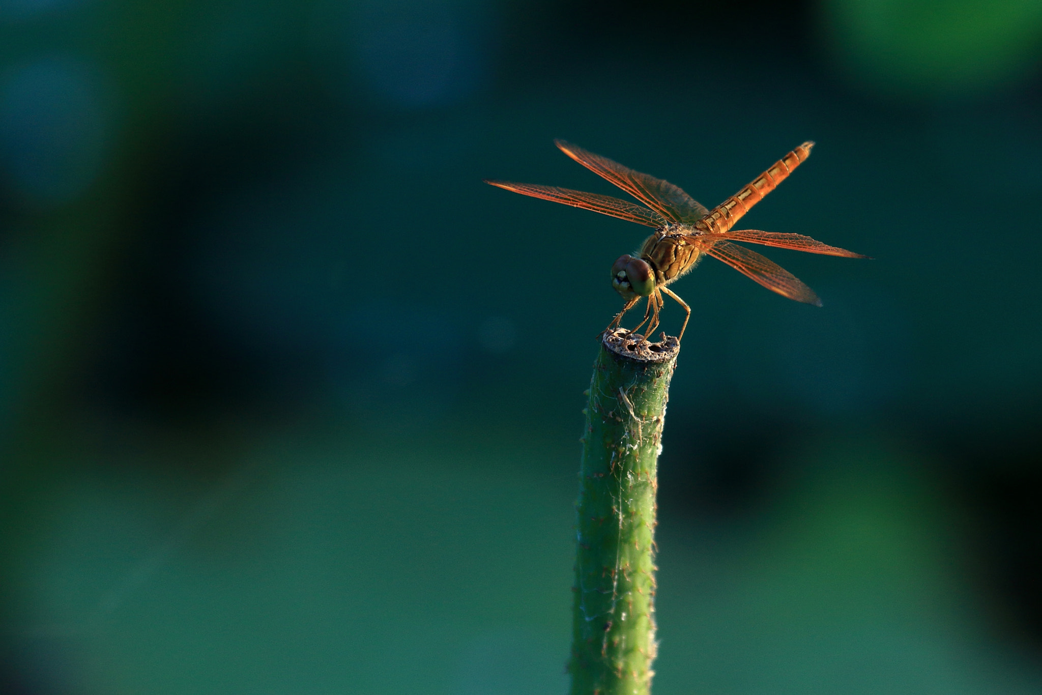 Canon EOS-1Ds Mark III + Canon EF 100-400mm F4.5-5.6L IS USM sample photo. Red dragonfly photography