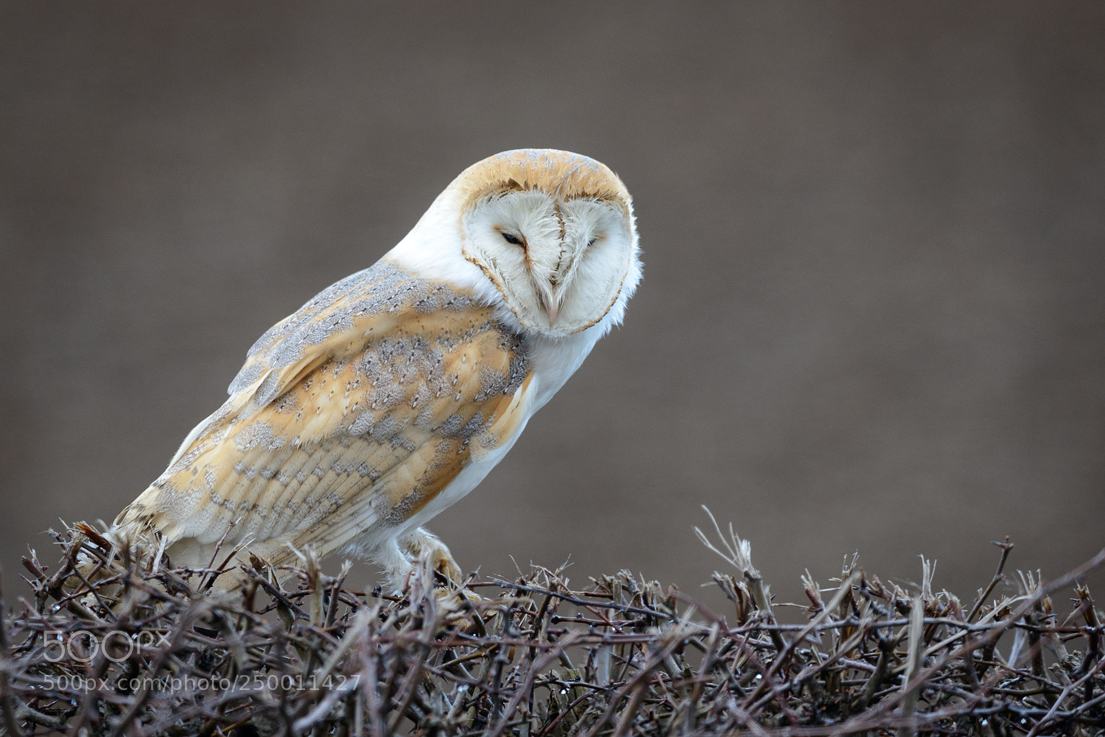 Nikon D800 sample photo. Soggy barn owl photography