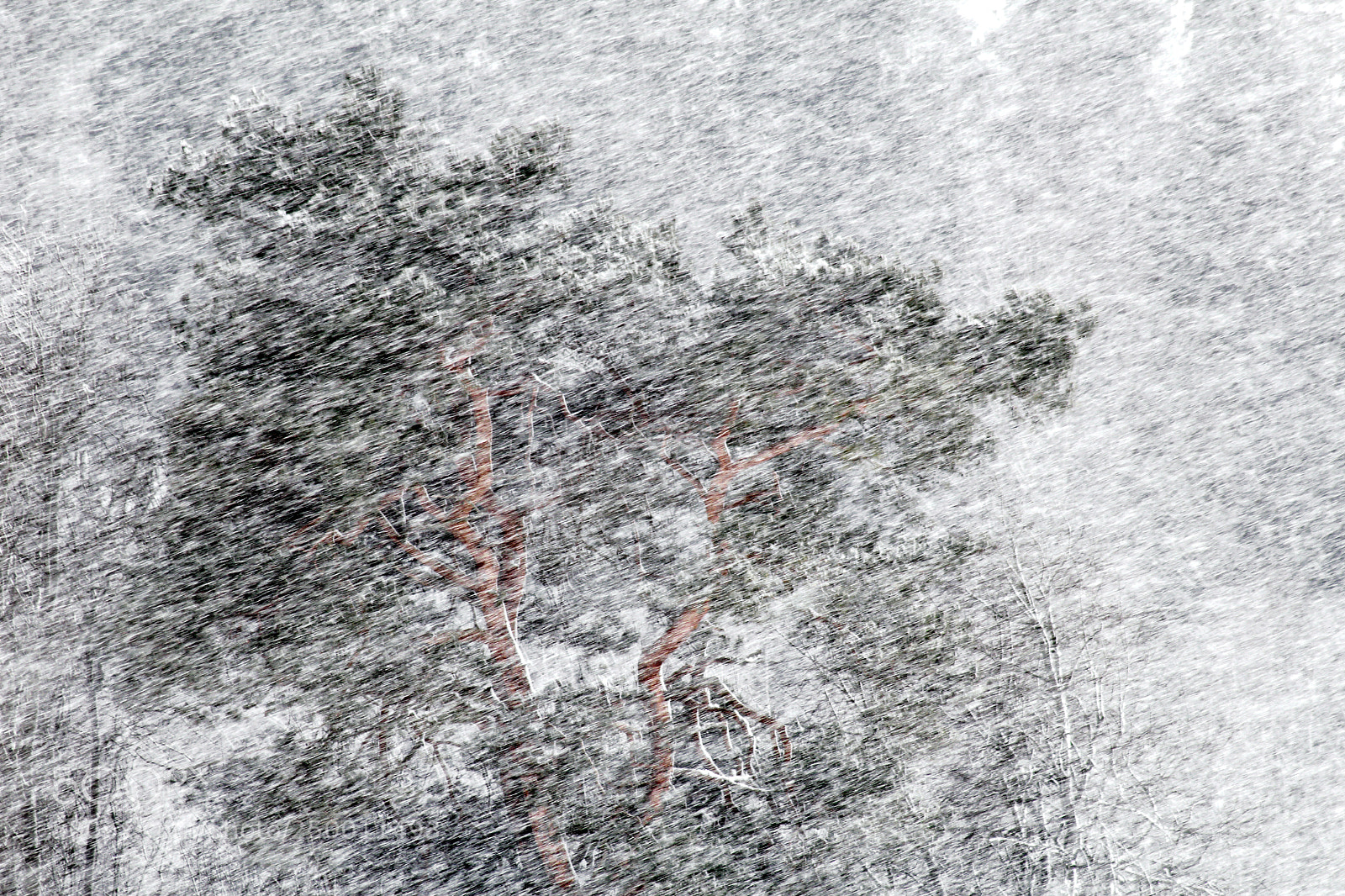 Canon EOS 1200D (EOS Rebel T5 / EOS Kiss X70 / EOS Hi) sample photo. Old pine tree in photography
