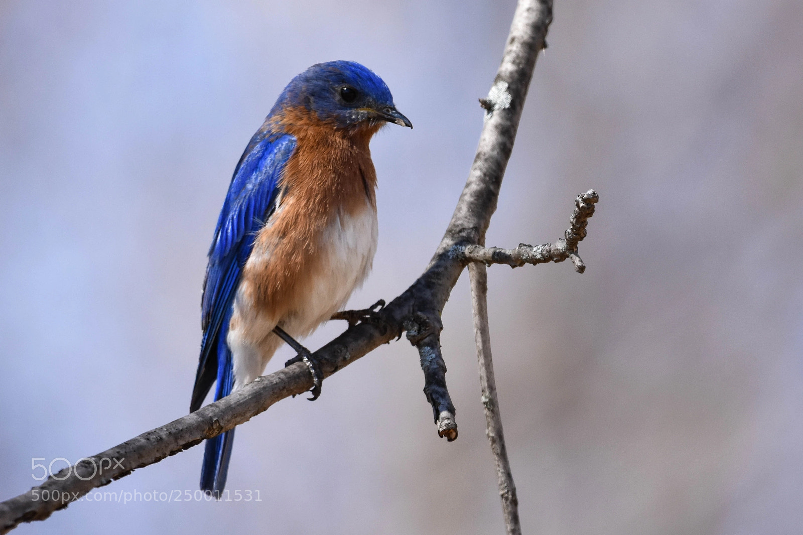 Nikon D3400 sample photo. Eastern bluebird photography