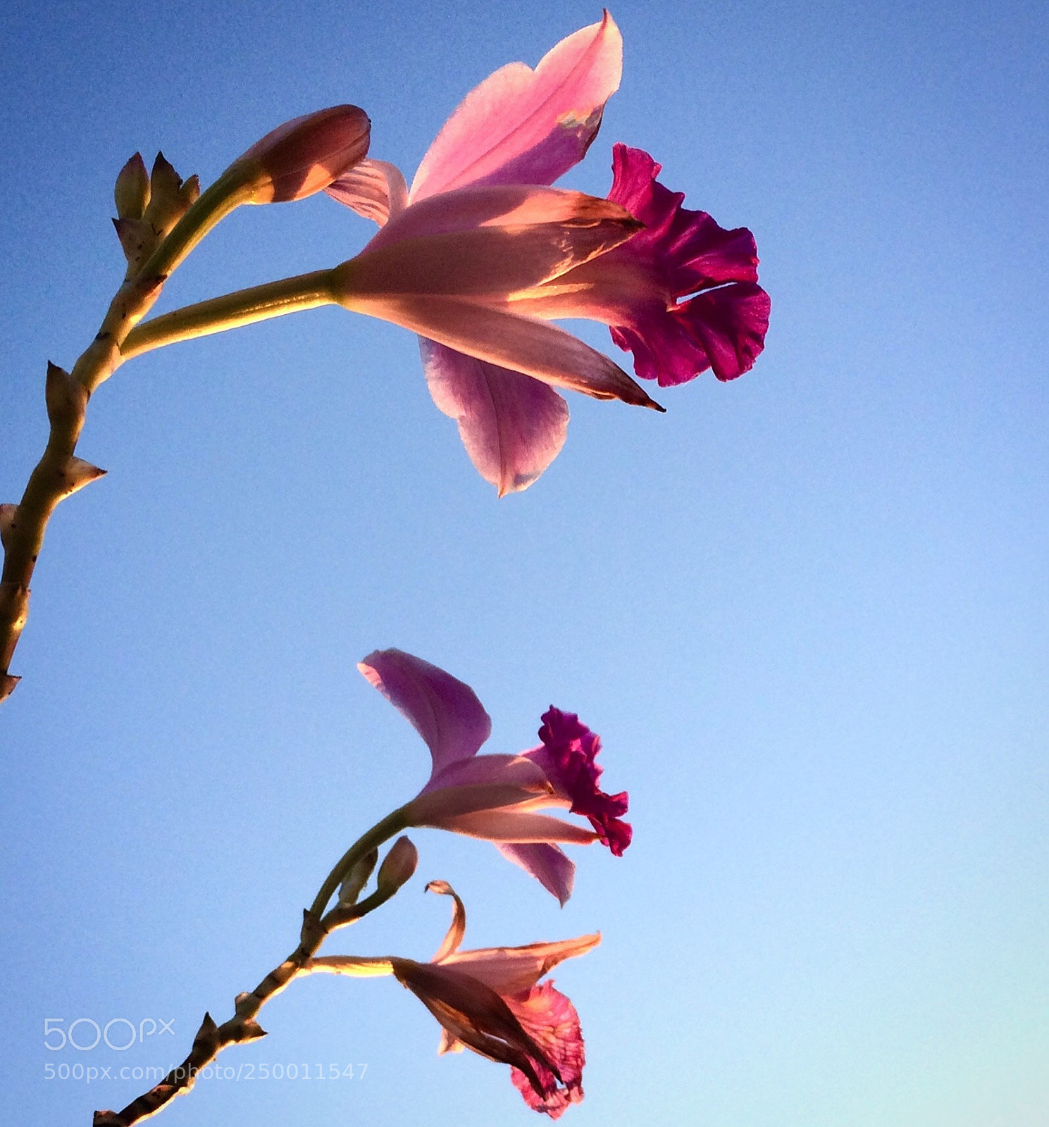 Apple iPhone 5s sample photo. Flores no fim do photography