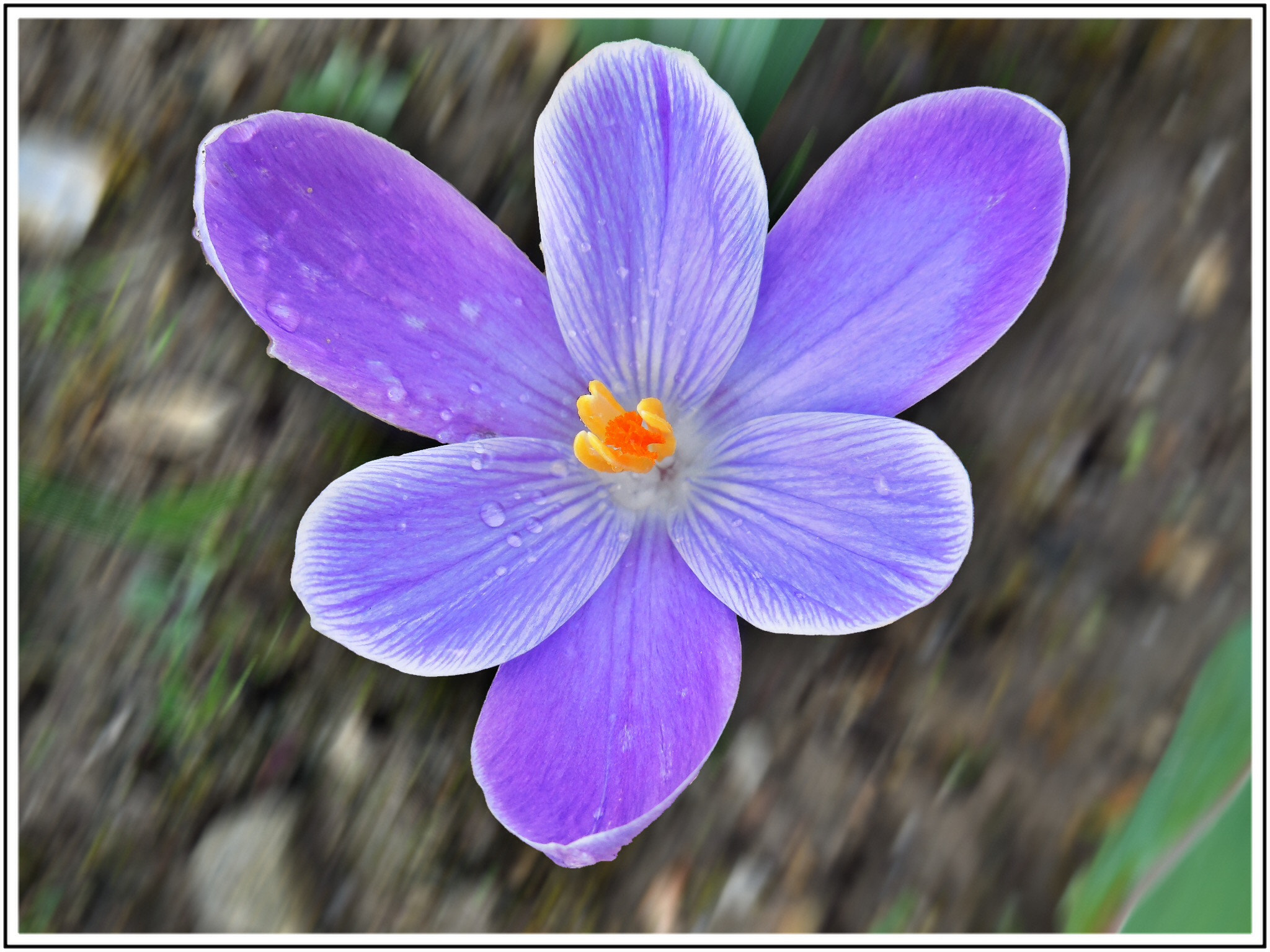 Nikon Coolpix S6500 sample photo. Crocus photography