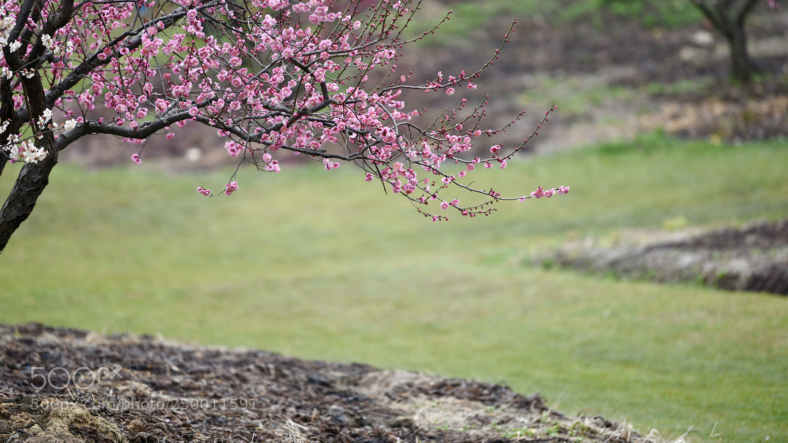 Nikon D810 sample photo. 梅花 photography