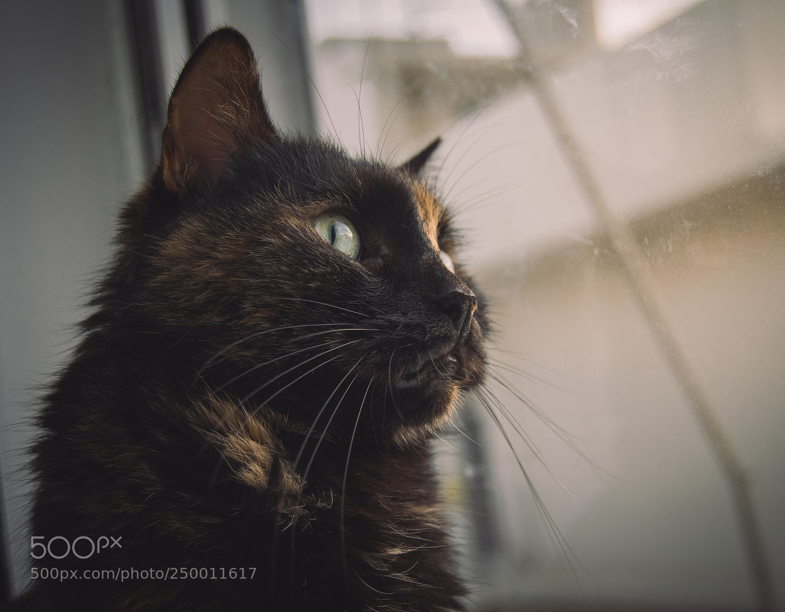 Nikon D3100 sample photo. Tortoiseshell cat looking out photography