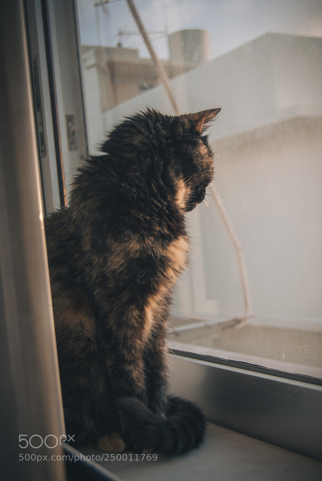 Nikon D3100 sample photo. Cat looking out photography