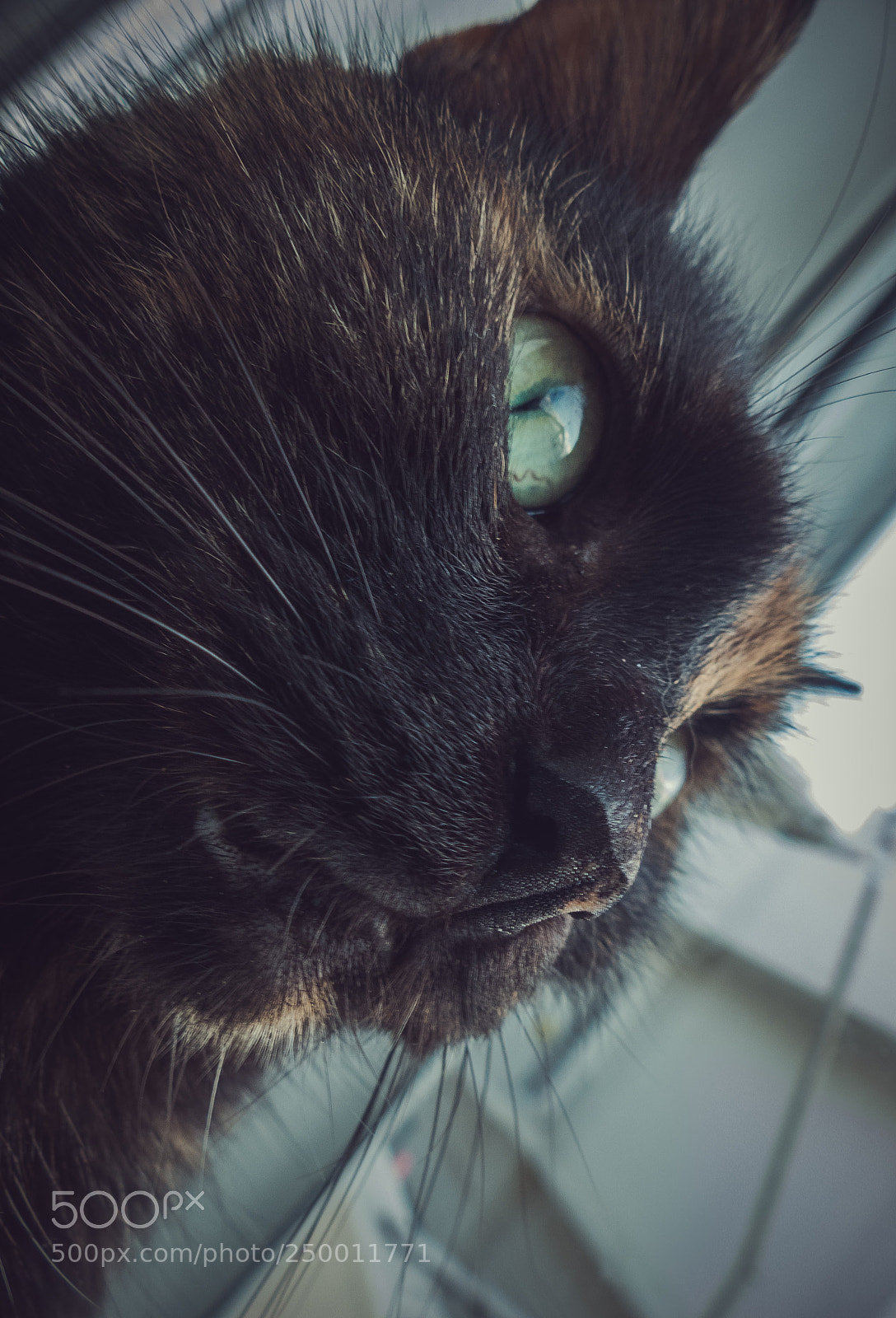 Panasonic Lumix DMC-FZ200 sample photo. Cat face close up photography