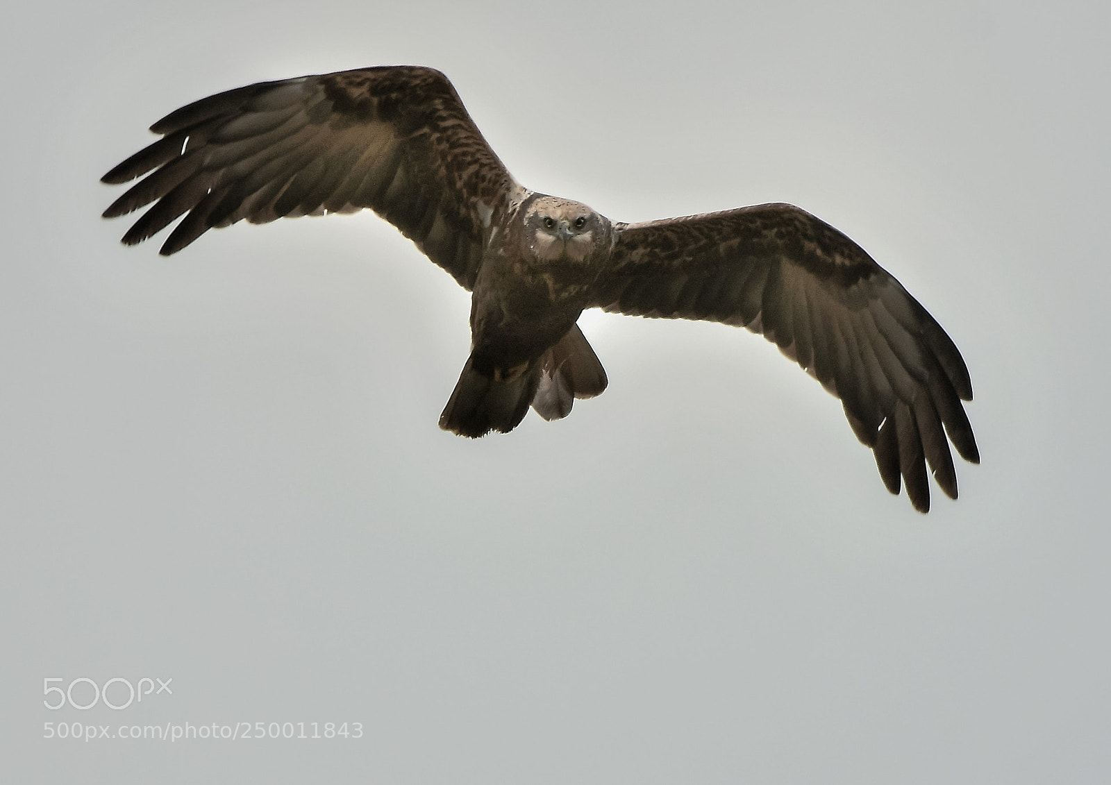 Nikon D500 sample photo. Busard des roseaux photography