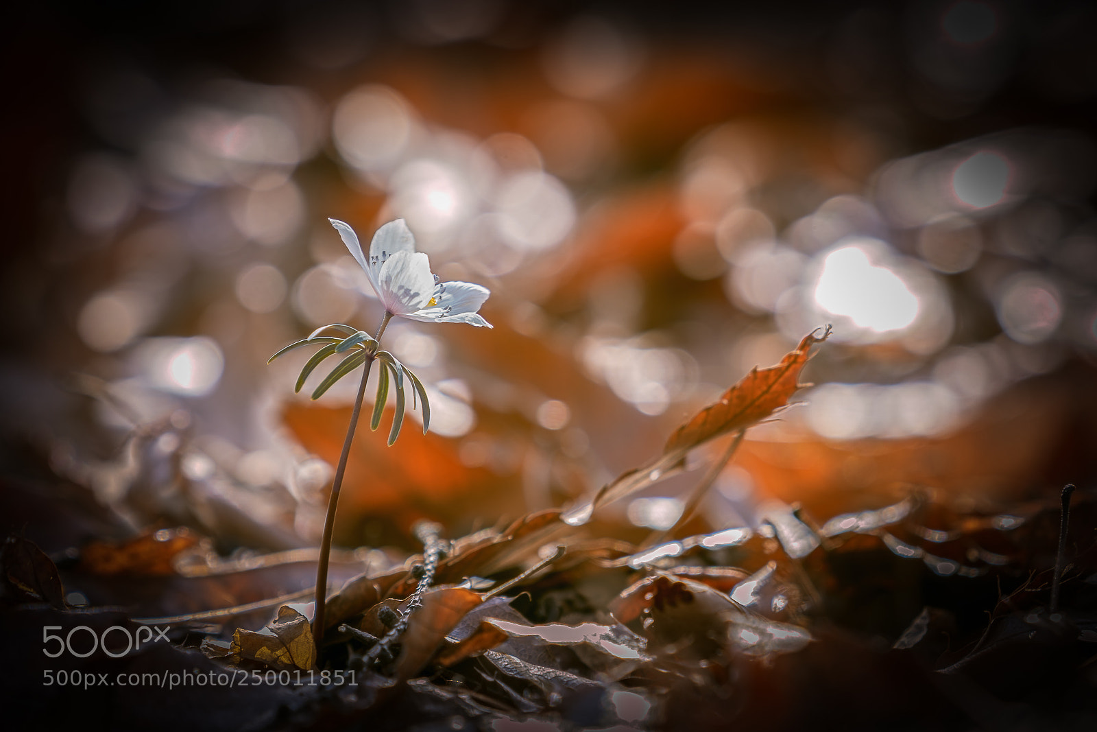 Sony a7R II sample photo. Untitled photography