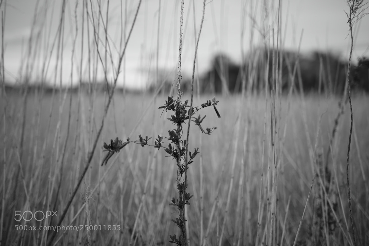 Canon EOS 5D Mark IV sample photo. Pa photography