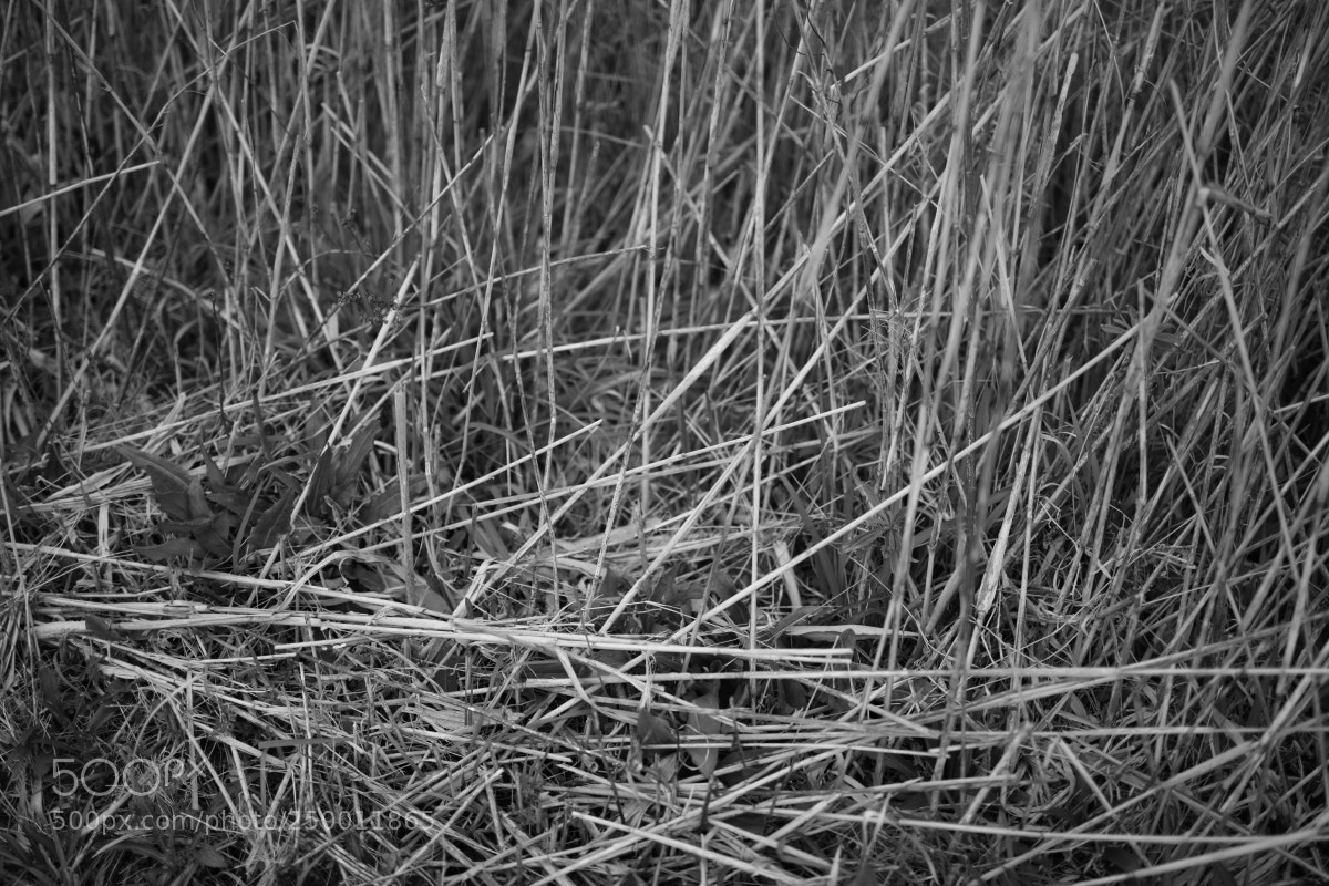 Canon EOS 5D Mark IV sample photo. Pa photography