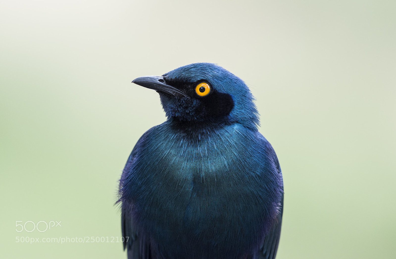 Nikon D810 sample photo. Golden eye photography