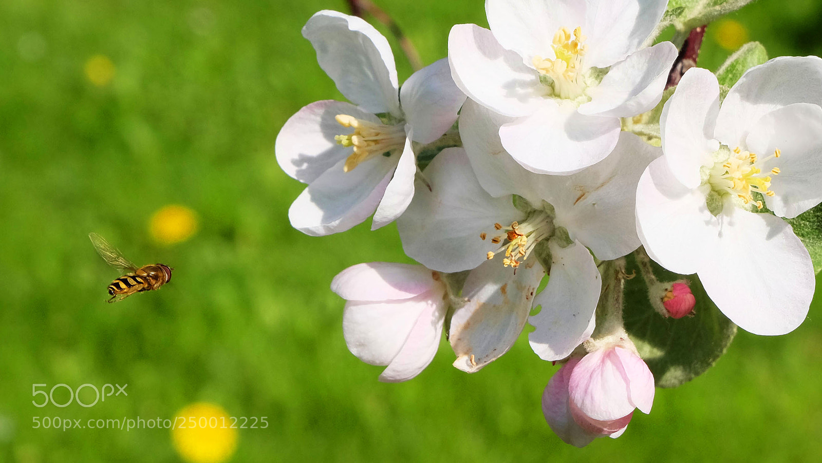 Fujifilm X-M1 sample photo. Spring photography