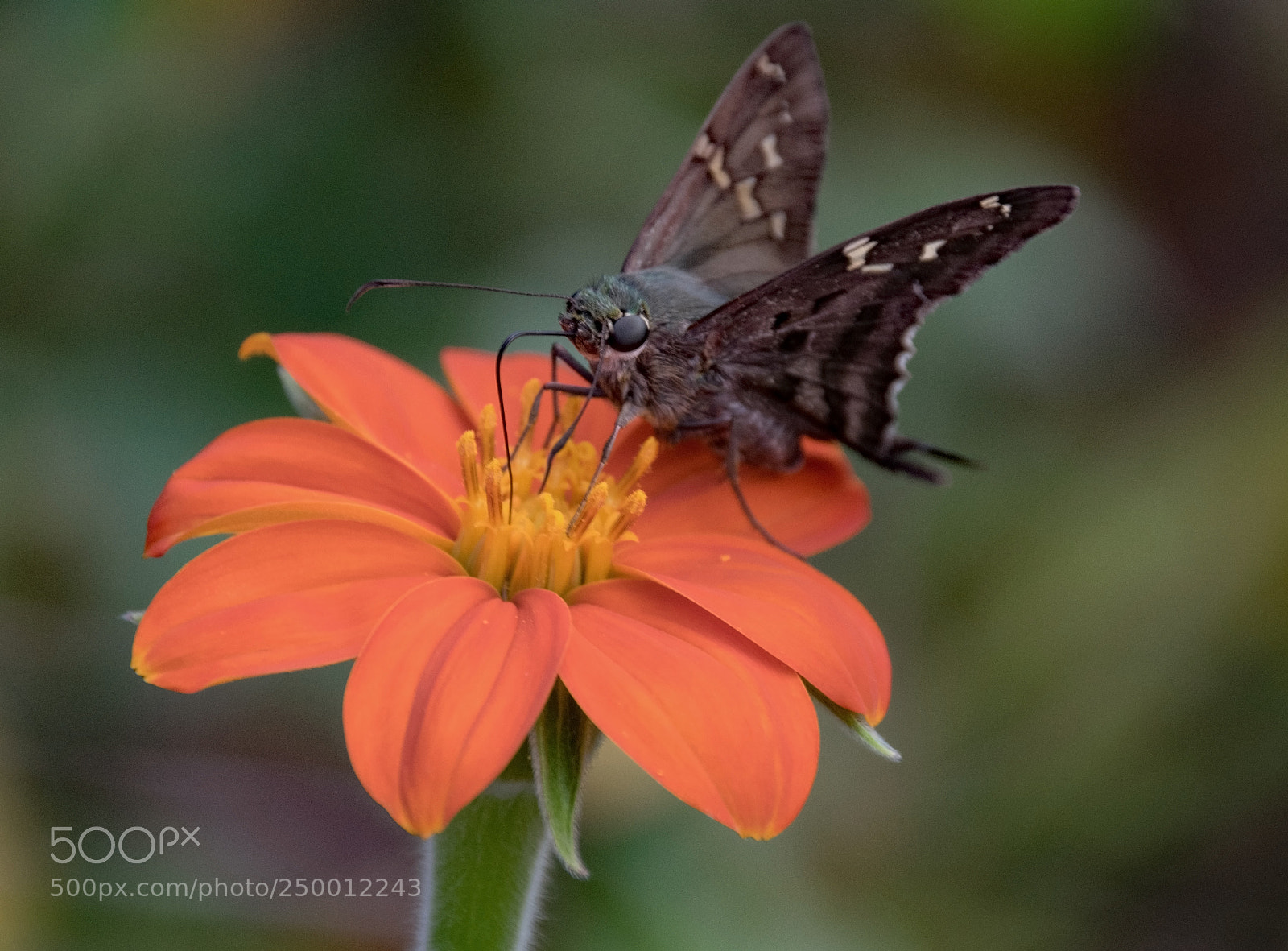 Nikon D5300 sample photo. Longtailed skipper butterfly photography