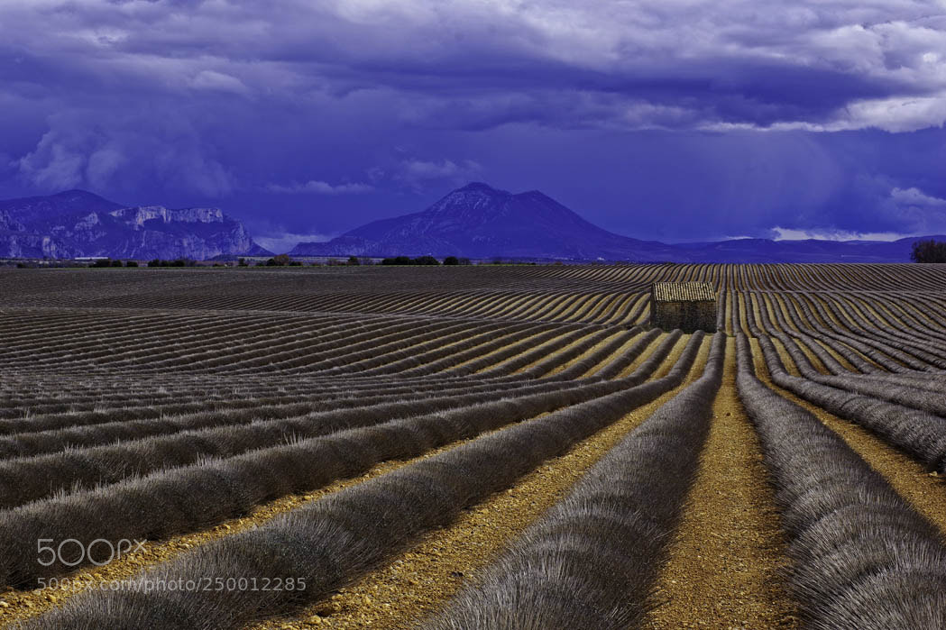 Pentax K-70 sample photo. Plateau de valensole en photography