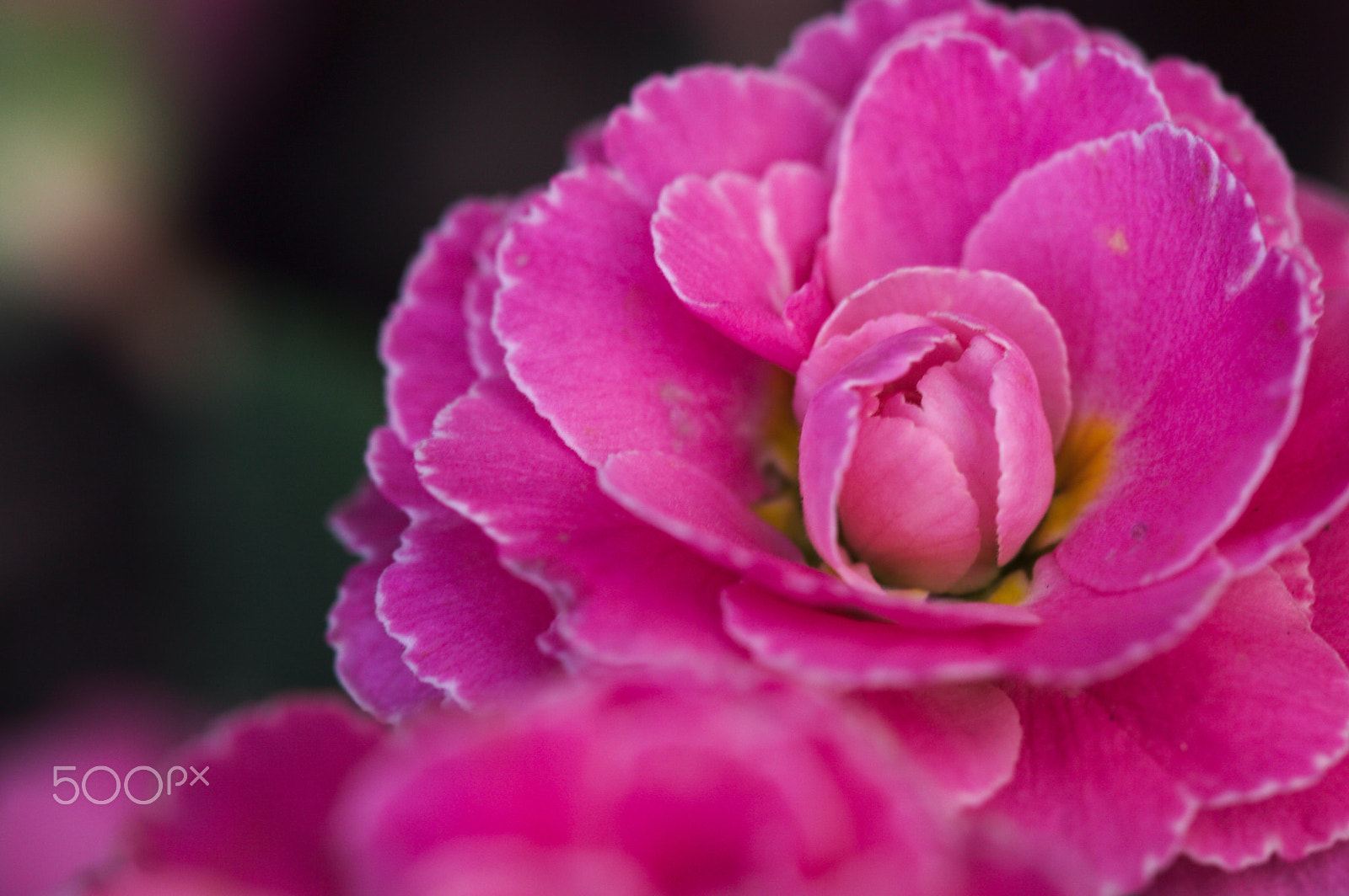 Canon EF 100mm F2.8L Macro IS USM sample photo. Prime rose photography