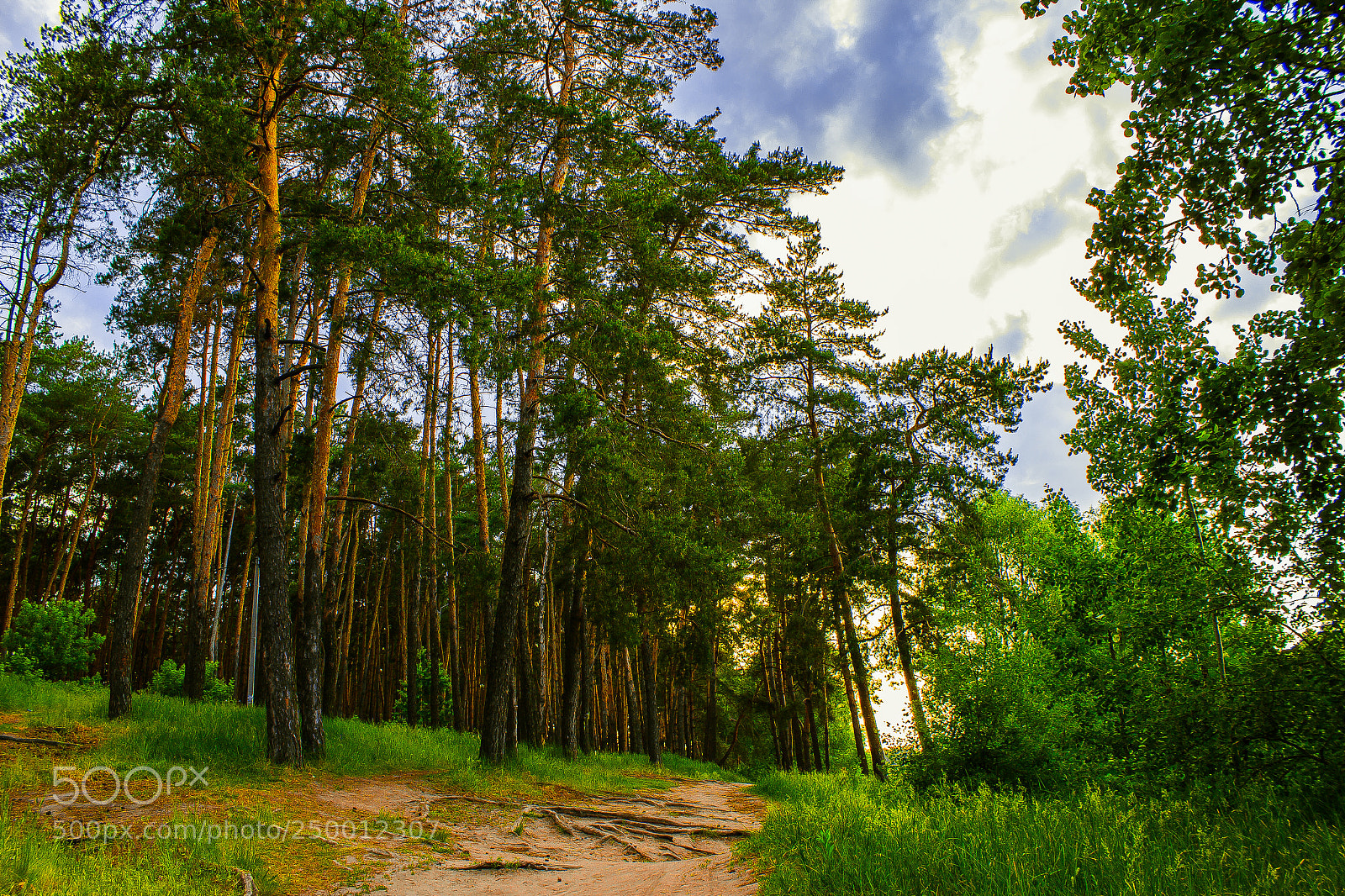 Canon EOS 600D (Rebel EOS T3i / EOS Kiss X5) sample photo. Forest path. Лесная тропа. photography