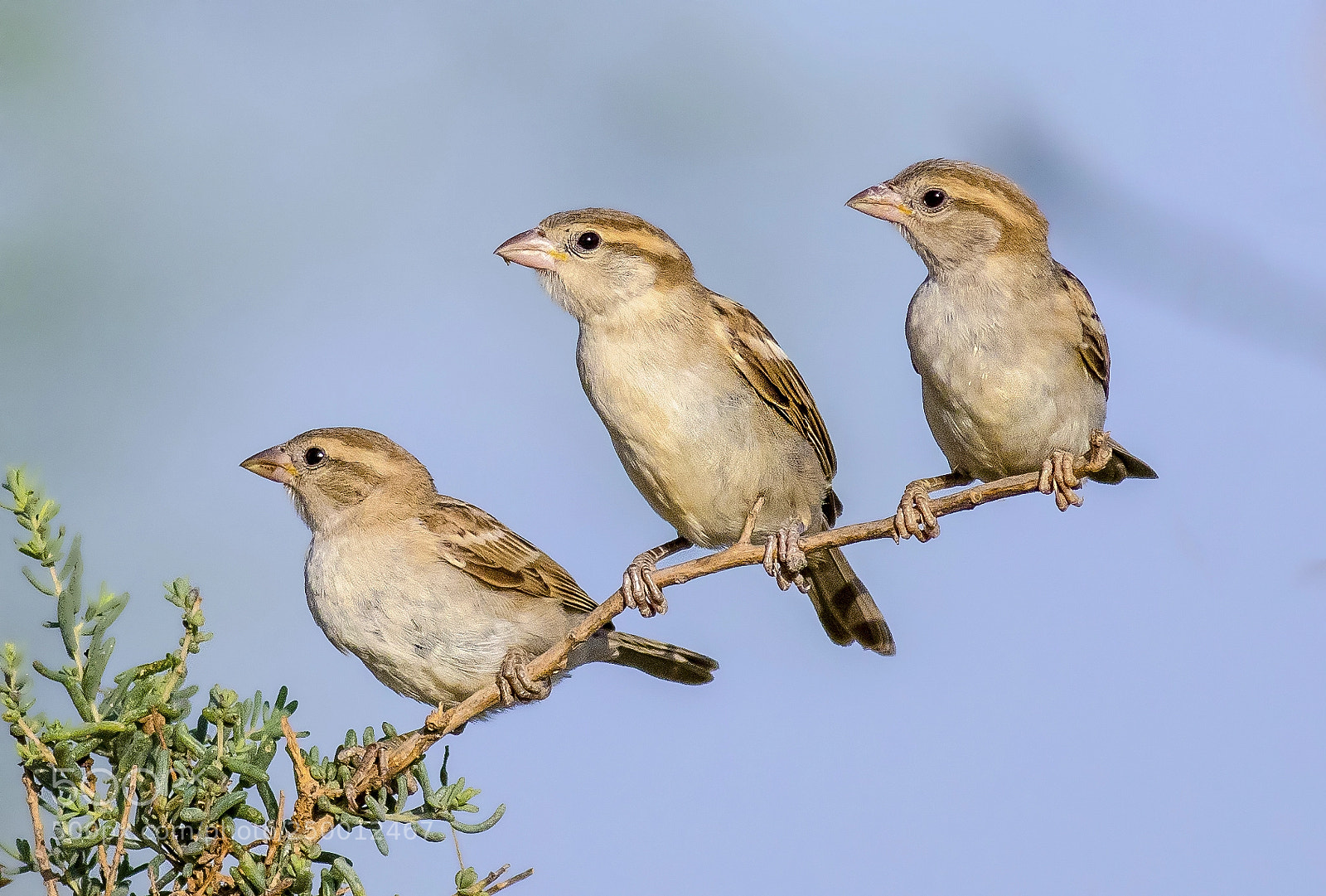 Canon EOS 7D Mark II sample photo. World sparrow day photography