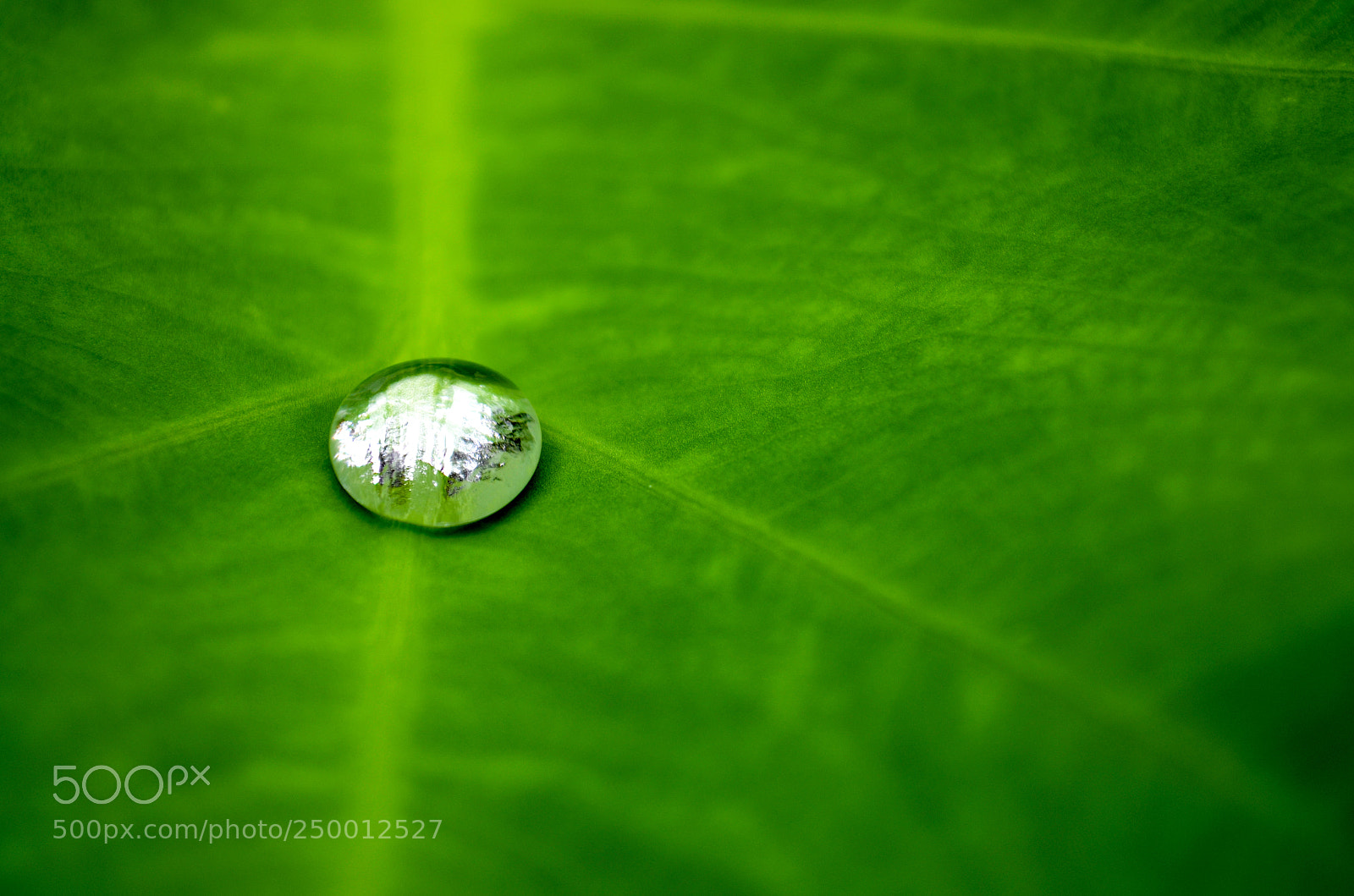 Nikon D5100 sample photo. Rain water drop on photography