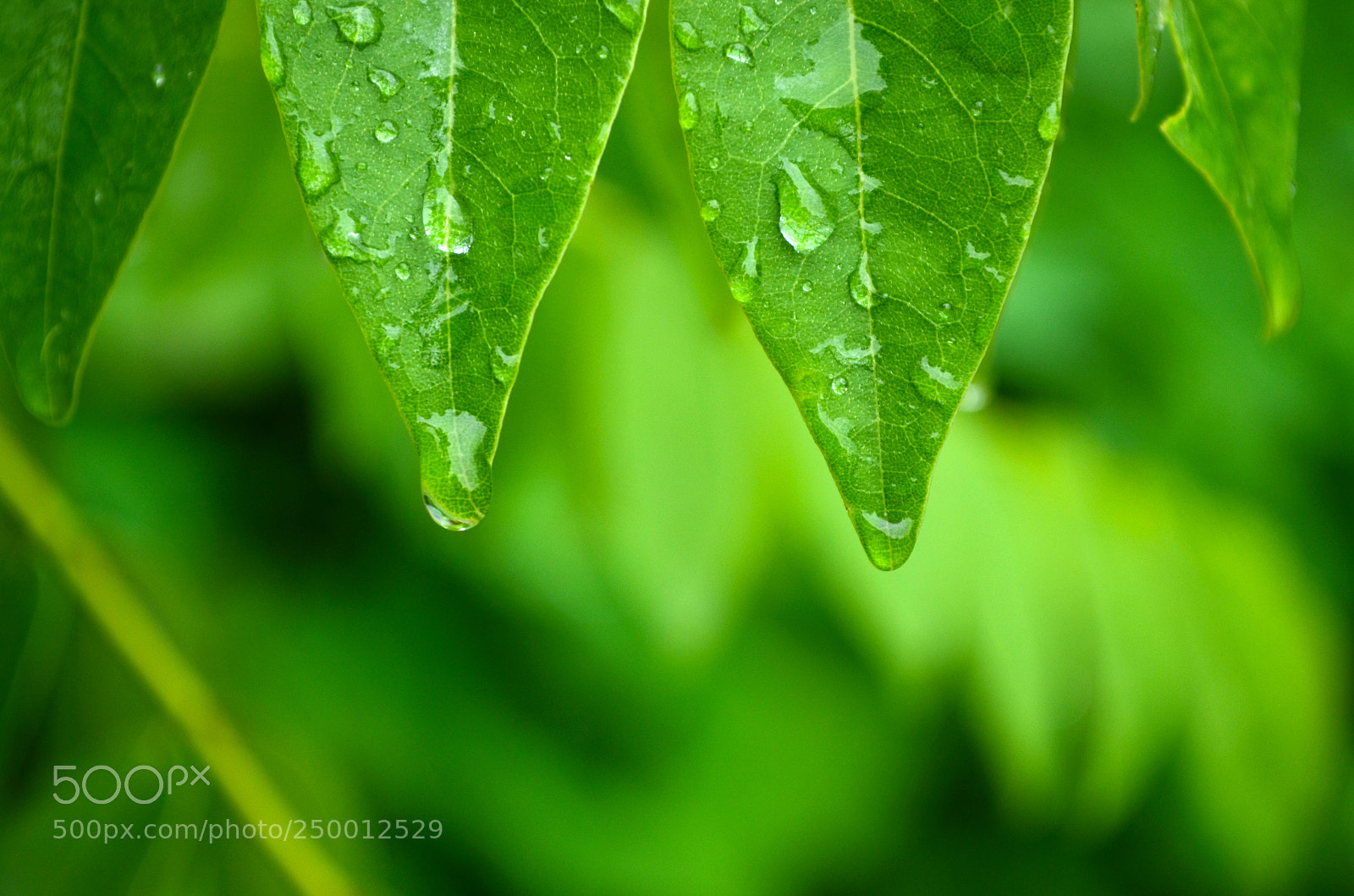 Nikon D5100 sample photo. Water drops hanging from photography