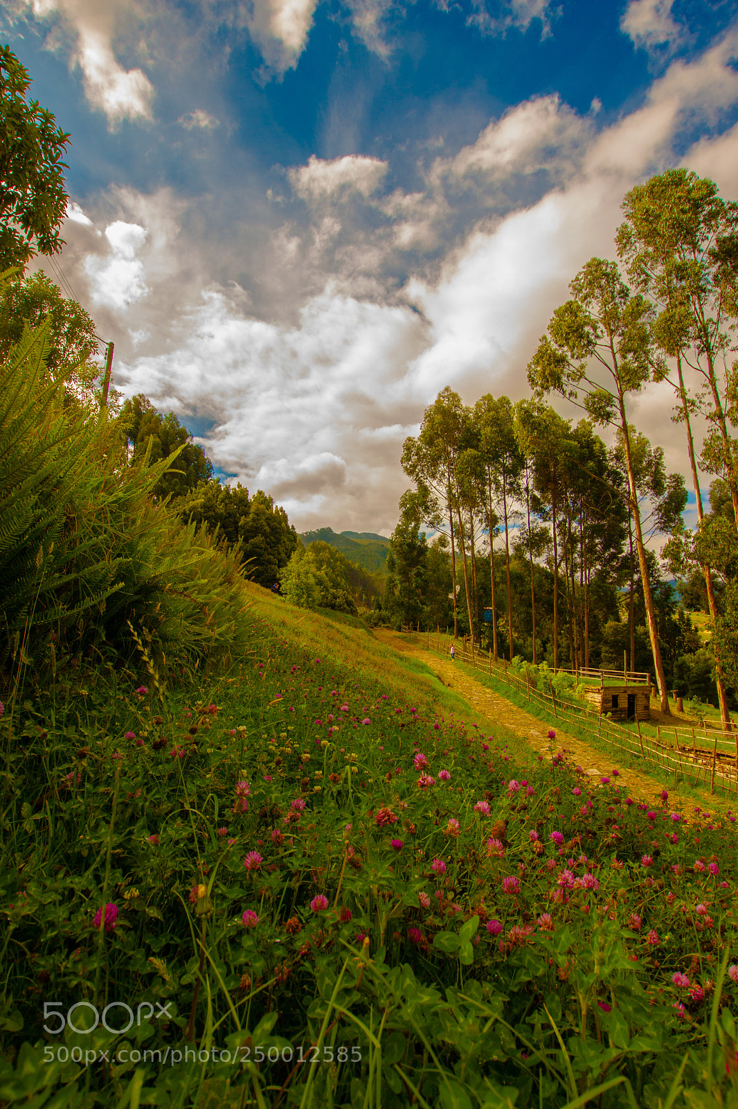 Canon EOS 40D sample photo. High above the jungle photography
