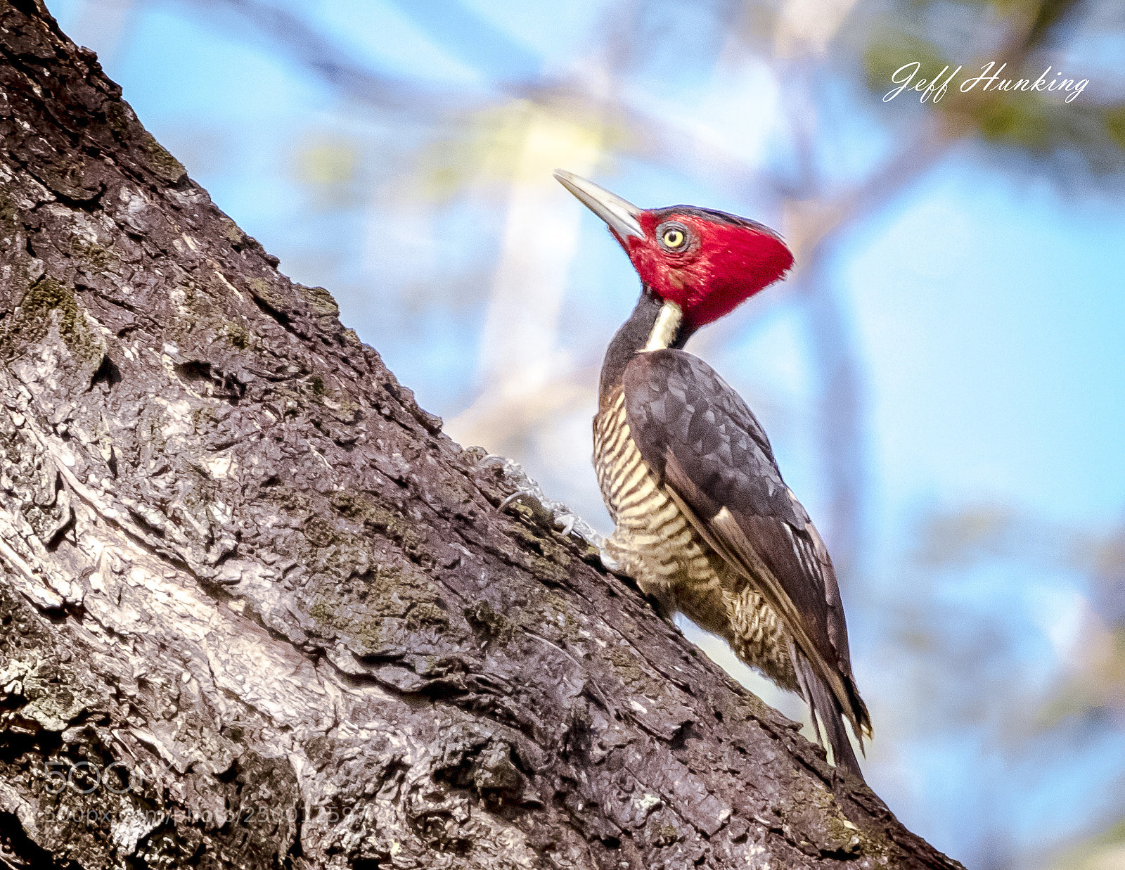 Canon EOS 7D Mark II sample photo. Pale-billed woodpecker photography