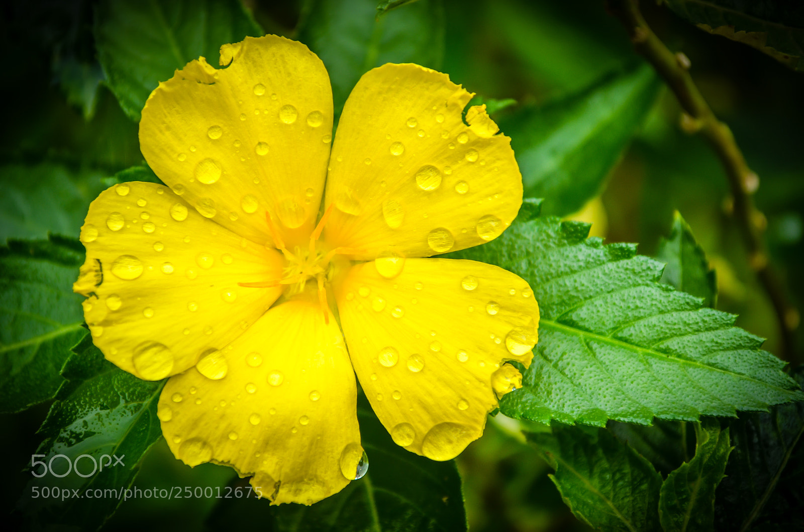 Nikon D5100 sample photo. Fresh yellow flower with photography