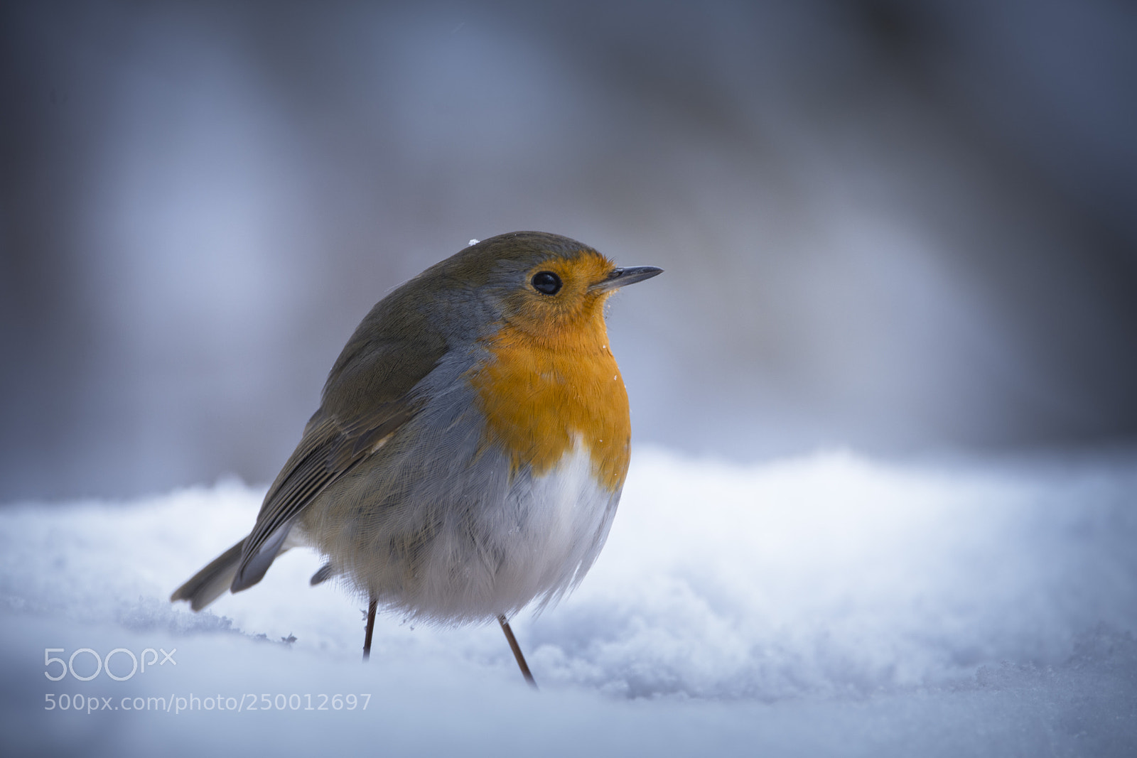 Nikon D7200 sample photo. Robin in the snow photography