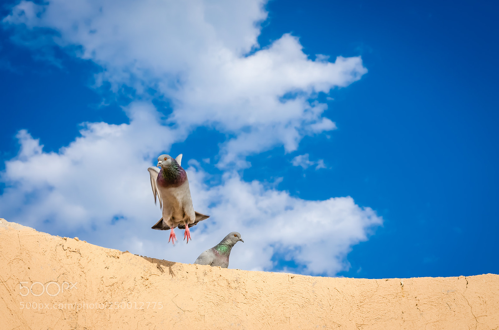 Nikon D5100 sample photo. Two pigeons on the photography