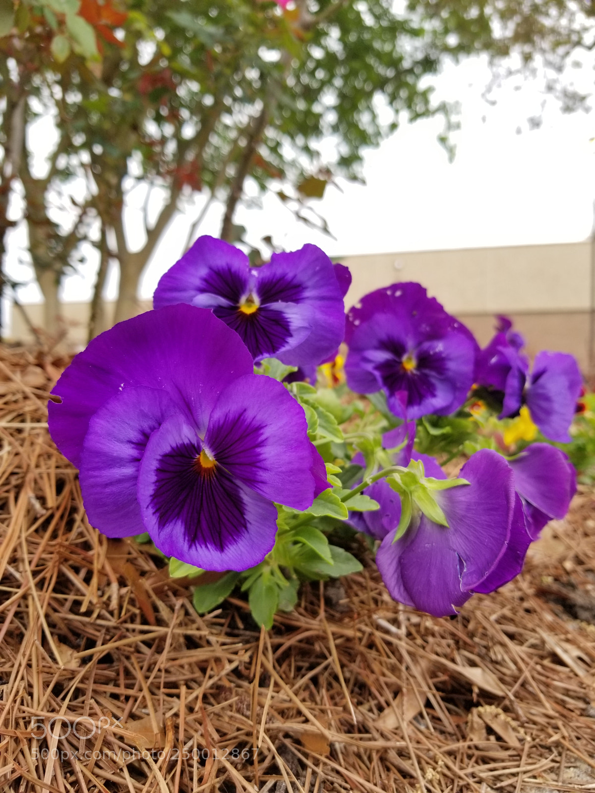 Samsung Galaxy S8+ sample photo. Untitled photography