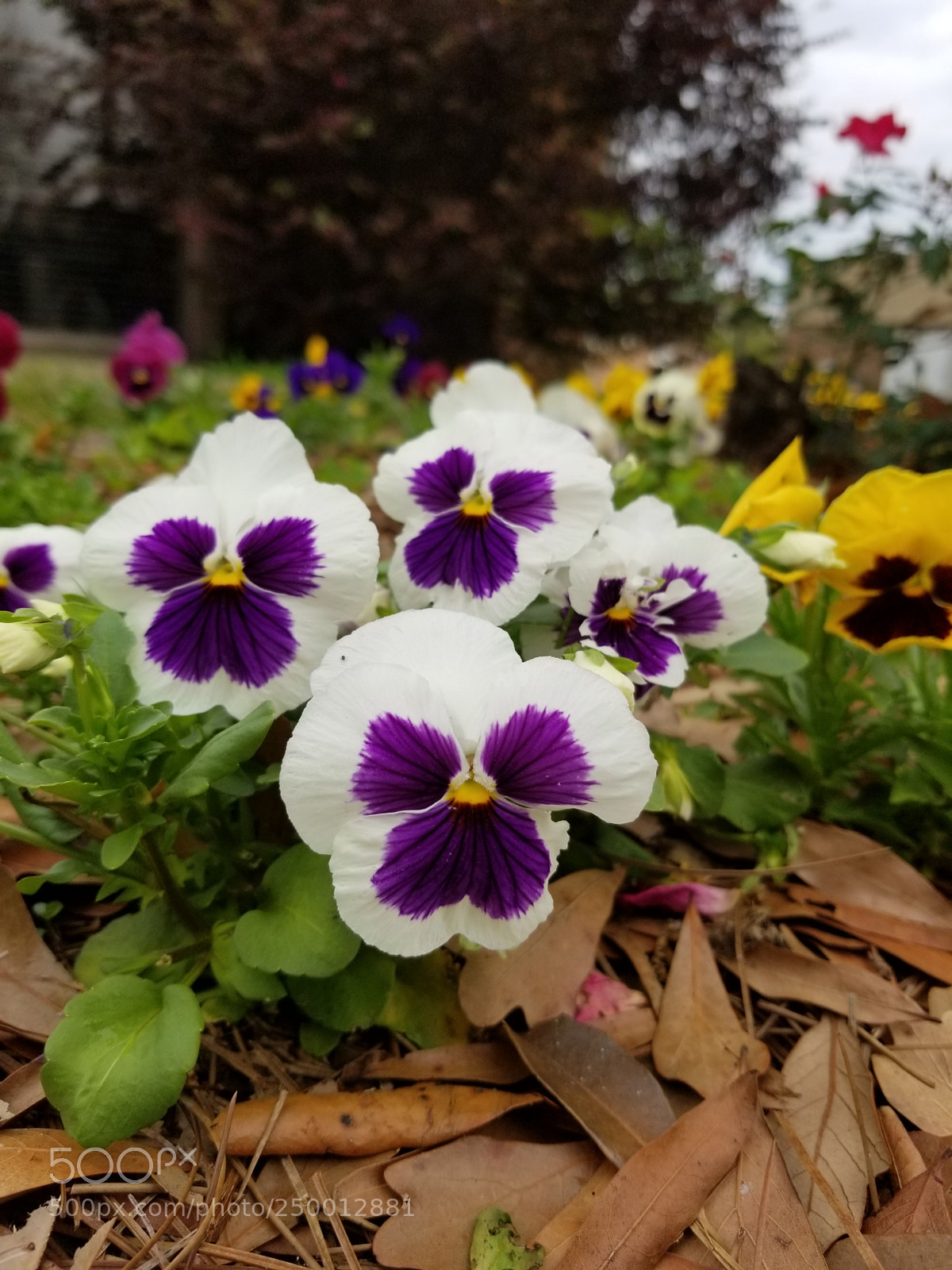 Samsung Galaxy S8+ sample photo. Untitled photography