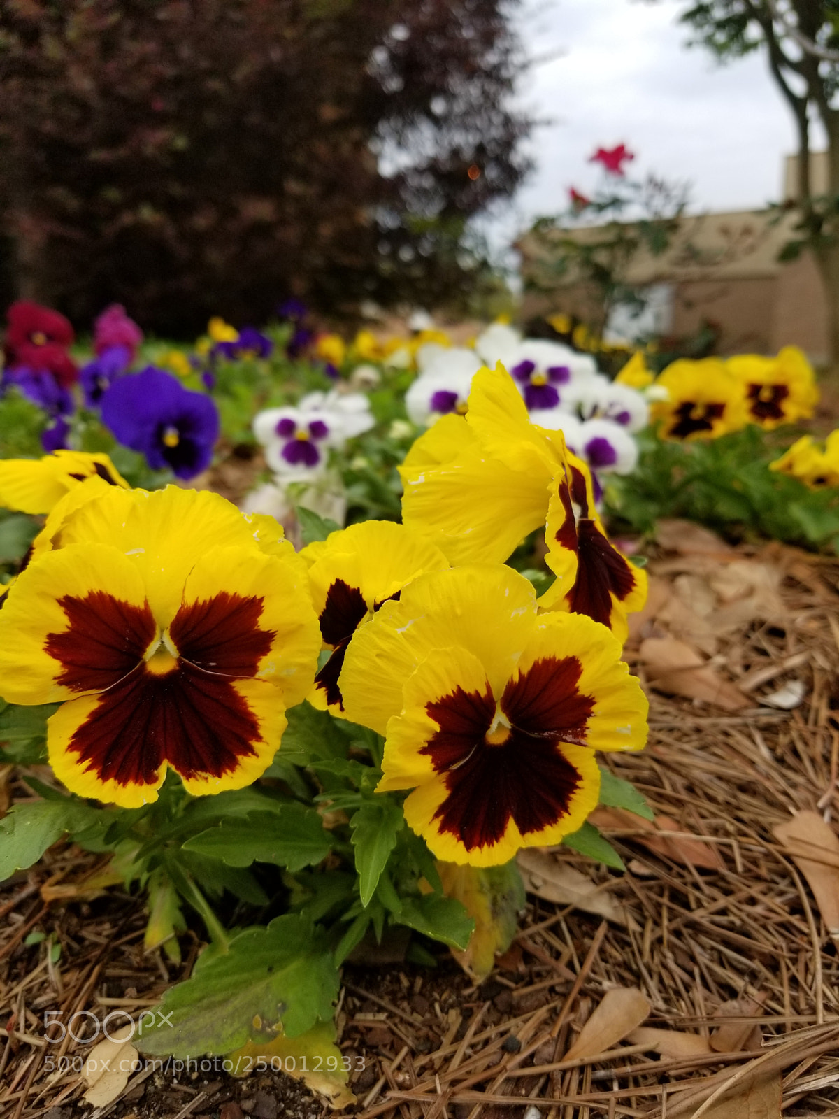 Samsung Galaxy S8+ sample photo. Untitled photography