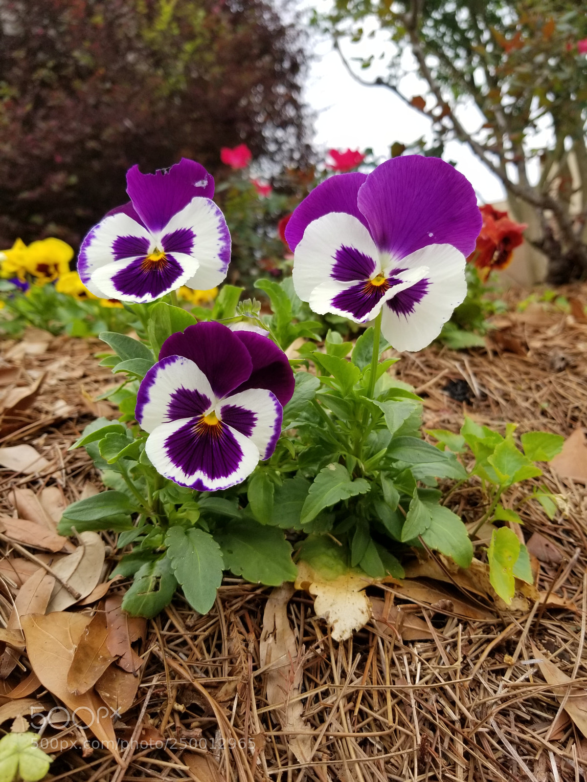 Samsung Galaxy S8+ sample photo. Untitled photography