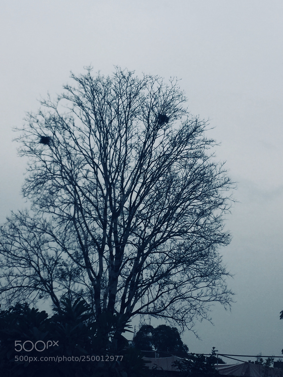 Apple iPhone 6 sample photo. Tree with no leaves photography