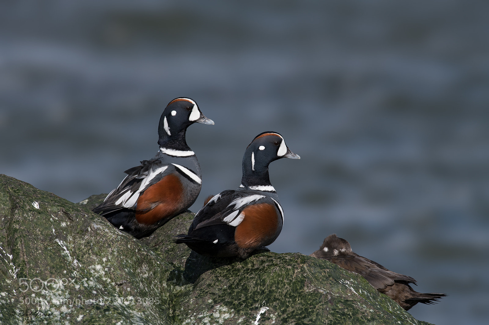 Nikon D850 sample photo. Harlequin ducks photography