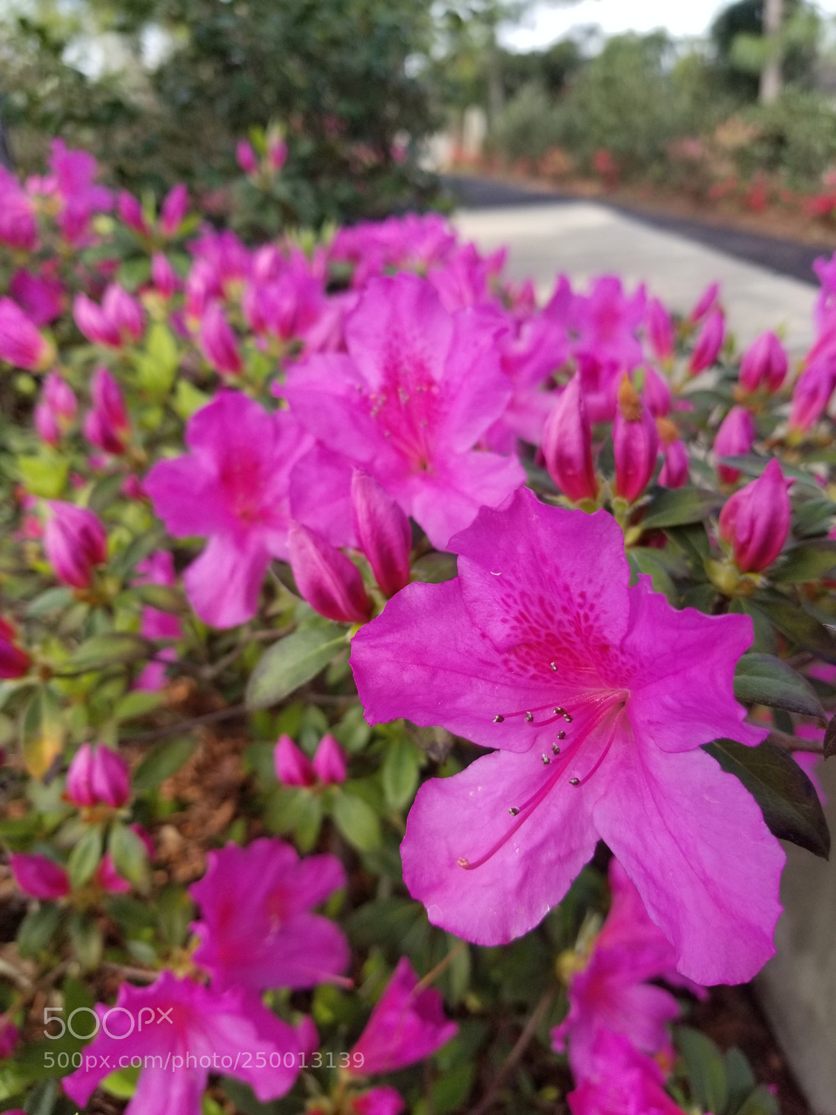 Samsung Galaxy S8+ sample photo. Untitled photography