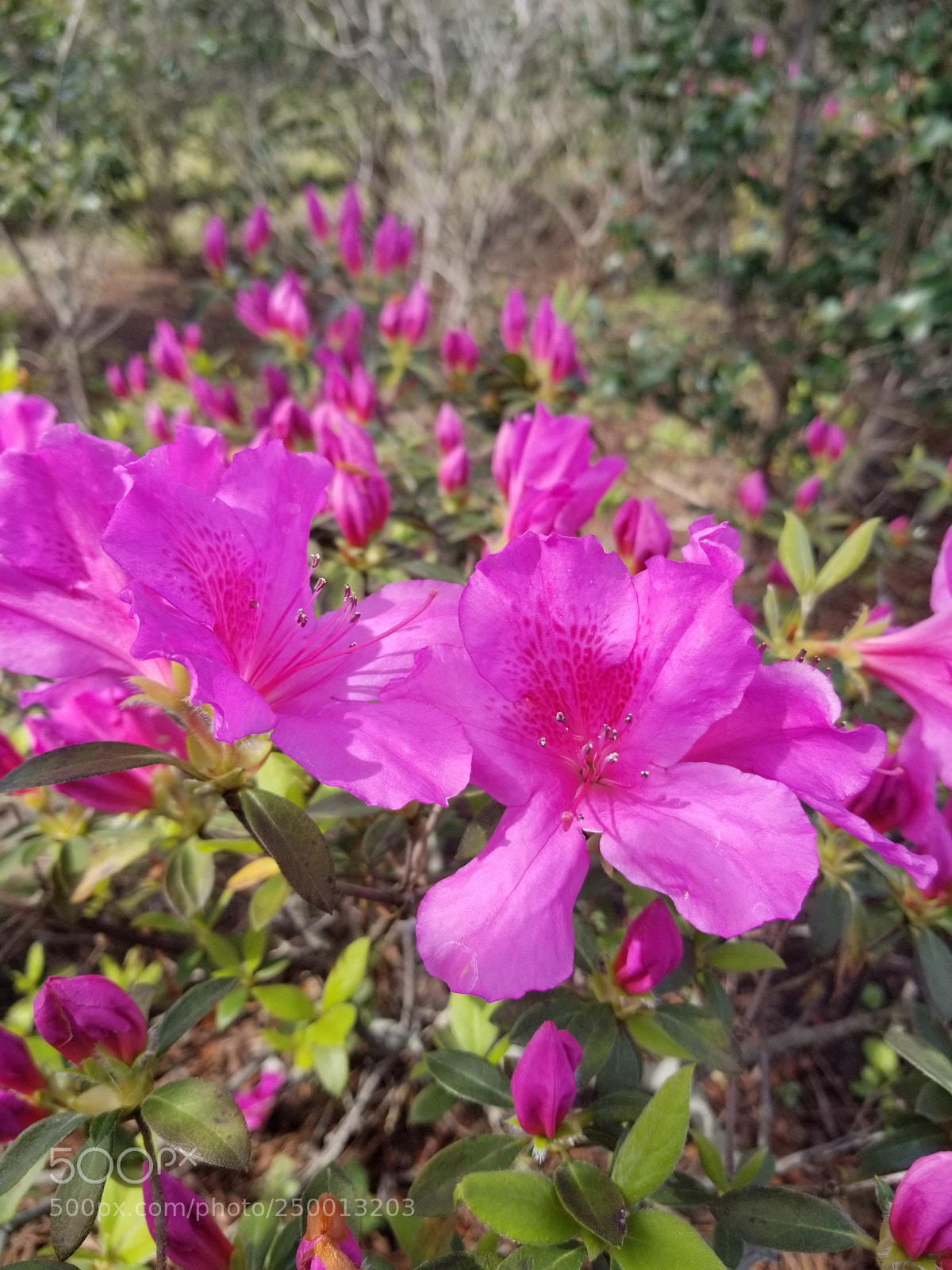 Samsung Galaxy S8+ sample photo. Untitled photography