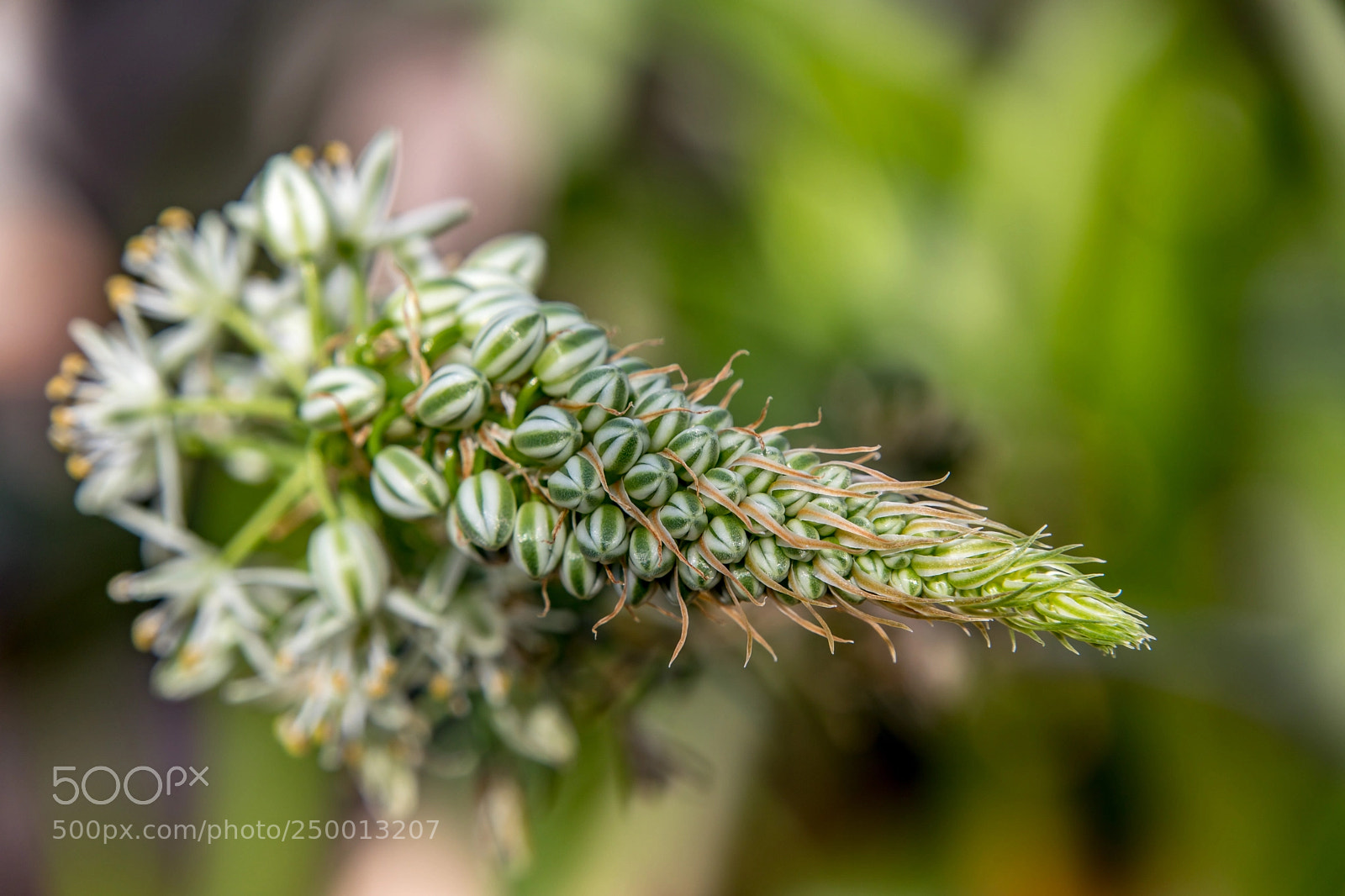 Canon EOS 5D Mark IV sample photo. Different kind of cactus photography