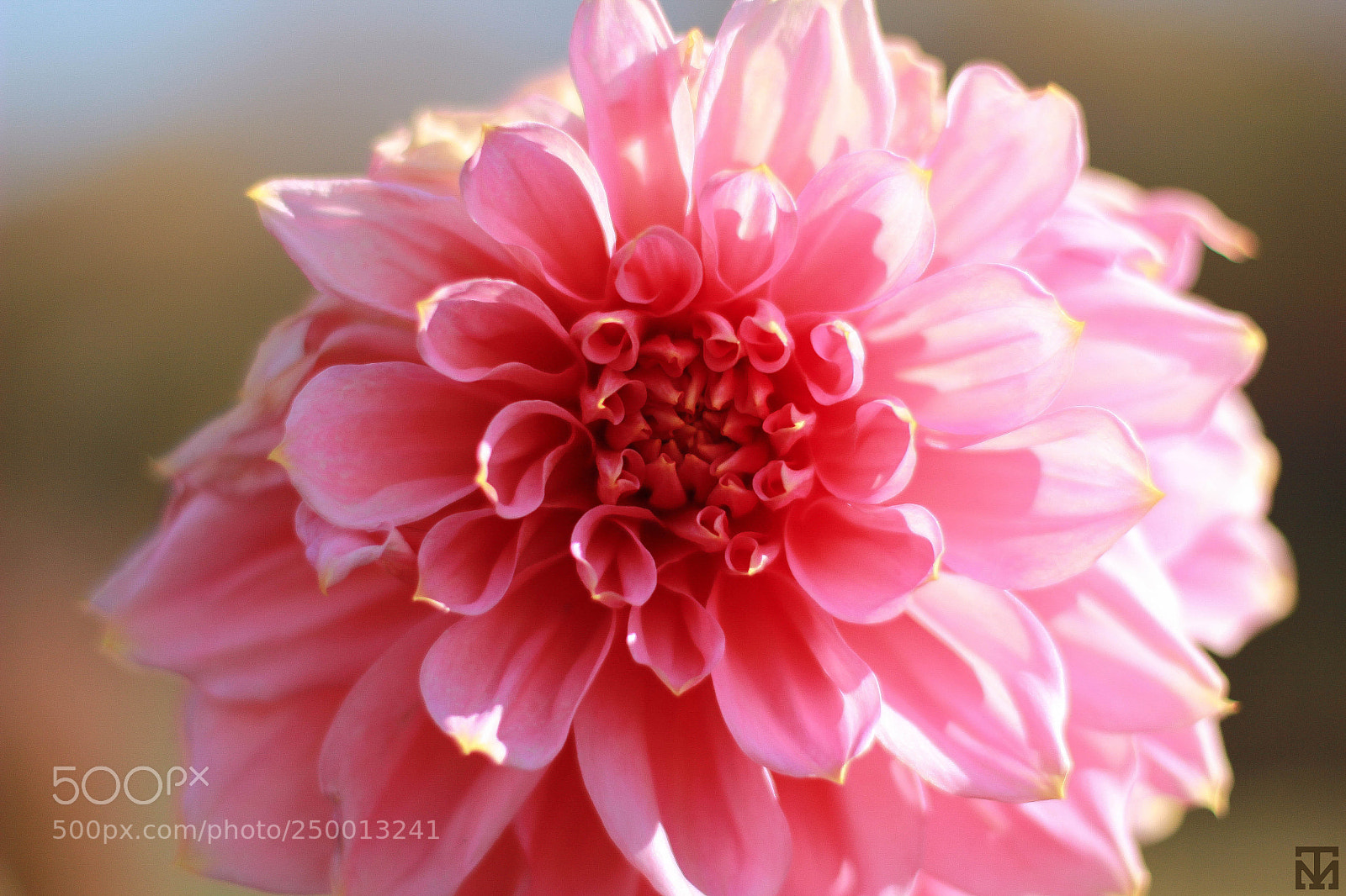 Canon EOS 60D sample photo. Img photography